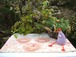 french vintage 3cherry color glass small plate sets フレンチ　ヴィンテージ　チェリー色　ケーキ皿