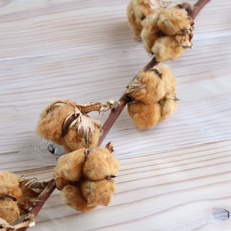 ブラウンコットンのクリスマスリース 野バラの実 フレッシュ針葉樹