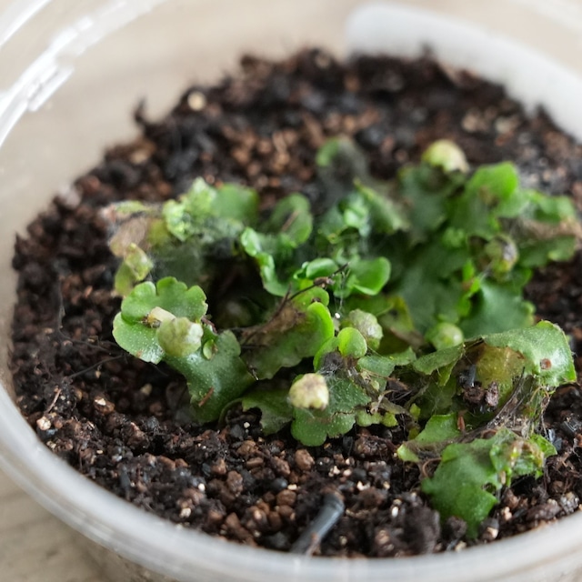 アズマゼニゴケ Wiesnerella denudata｜苔テラリウム作製用素材◆CPポット