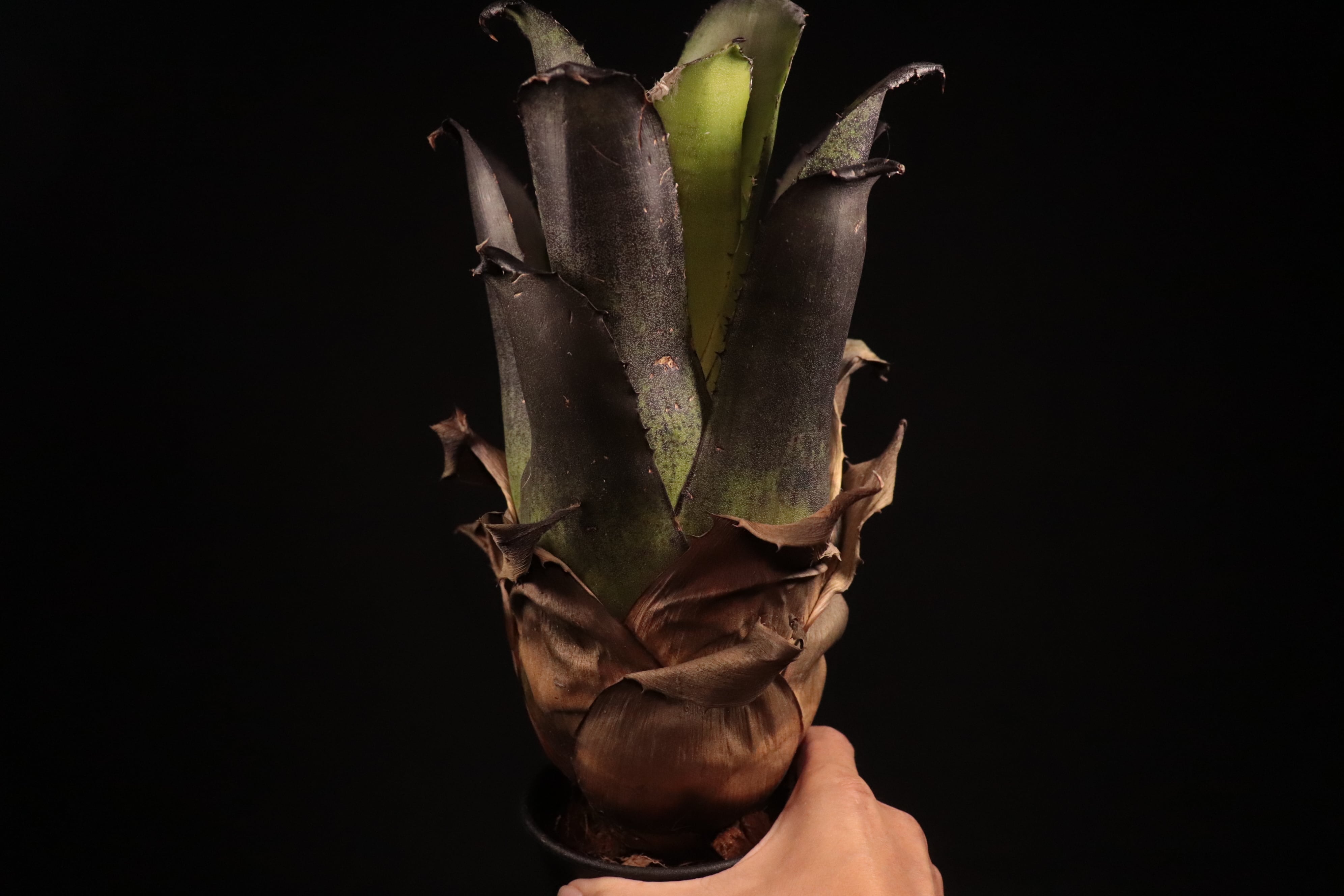 送料無料】Hohenbergia leopoldo-horstii (Black form