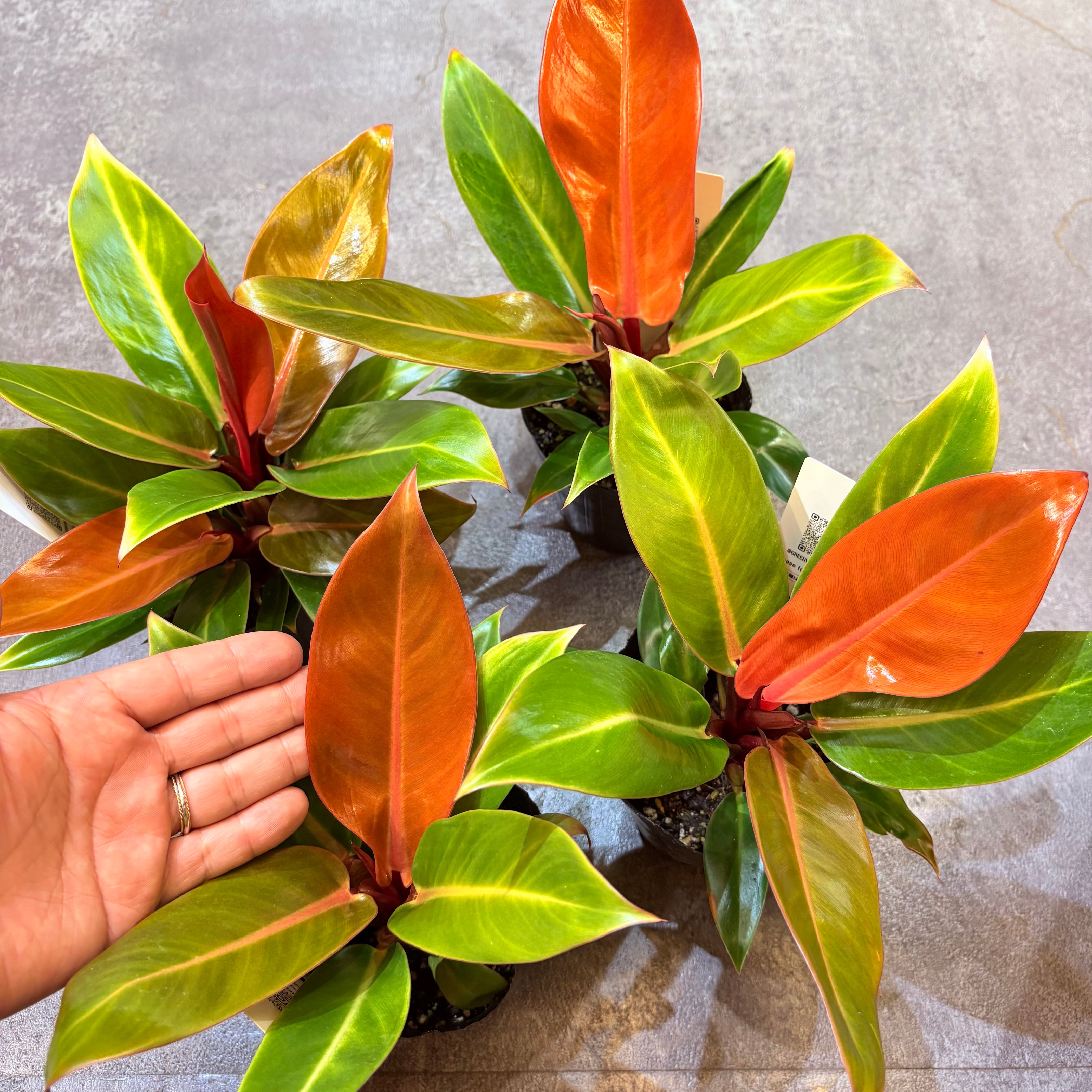 フィロデンドロン プリンスオブオレンジ 3.5号 | Green Vibes 宇都宮市
