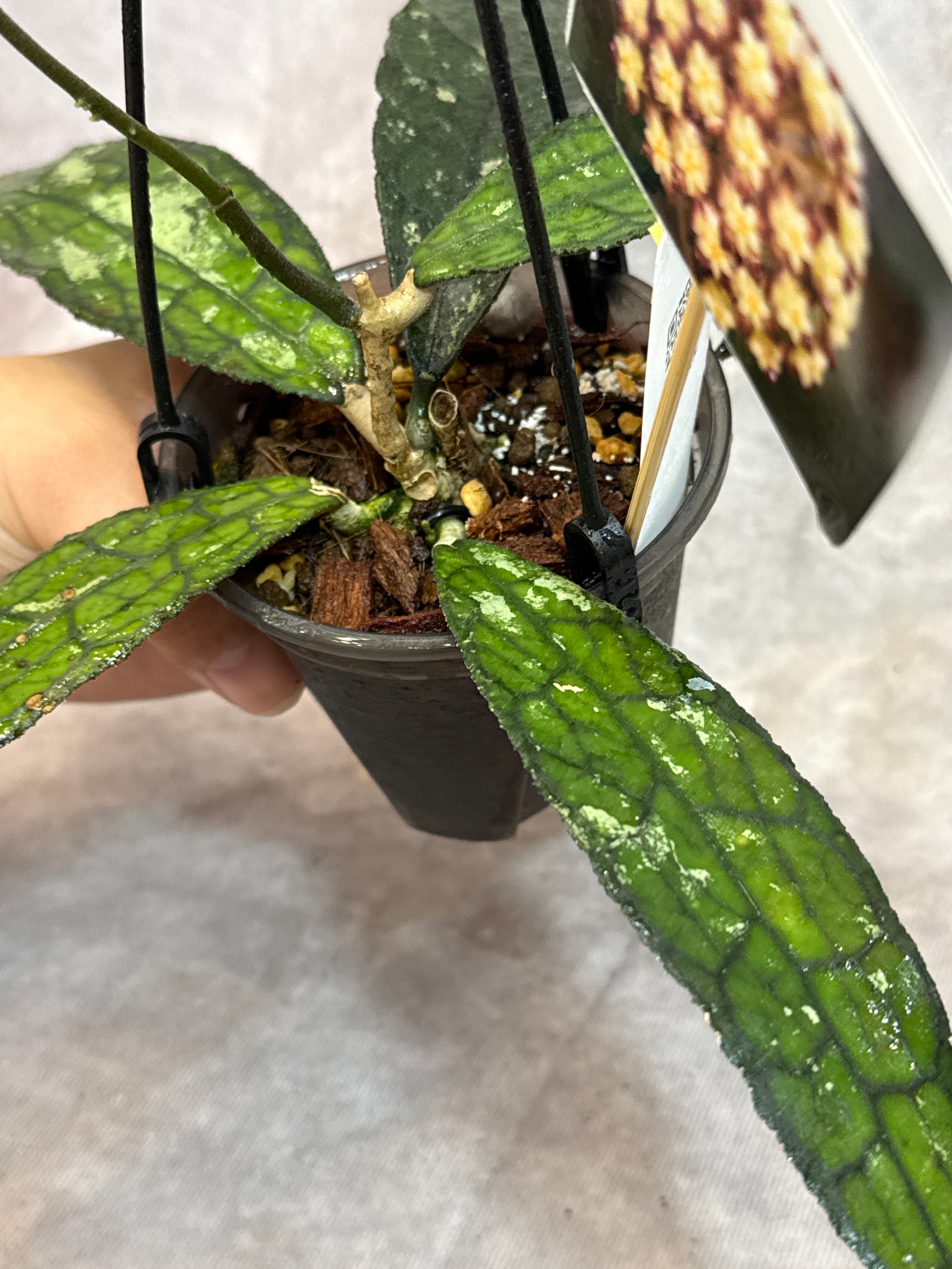 A. Hoya clemensiorum Purba / ホヤ クラメンシオラム プルバ | Garden