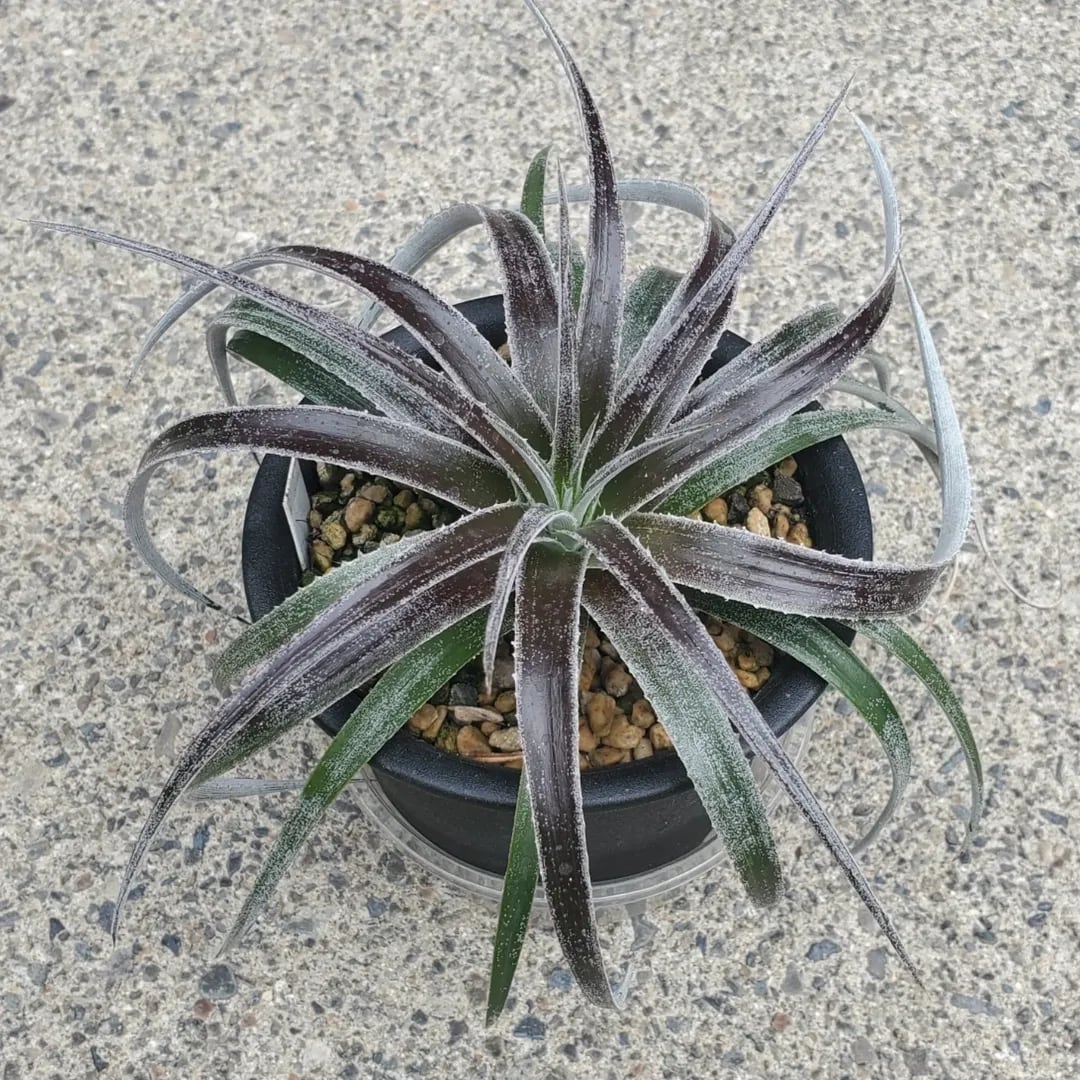 ベイカーディッキア まとめ売り Dyckia BS x Arizona 5鉢 ① ディッキア（Dyckia 'Arizona Small' x ('Brittle Star' x 'Bill