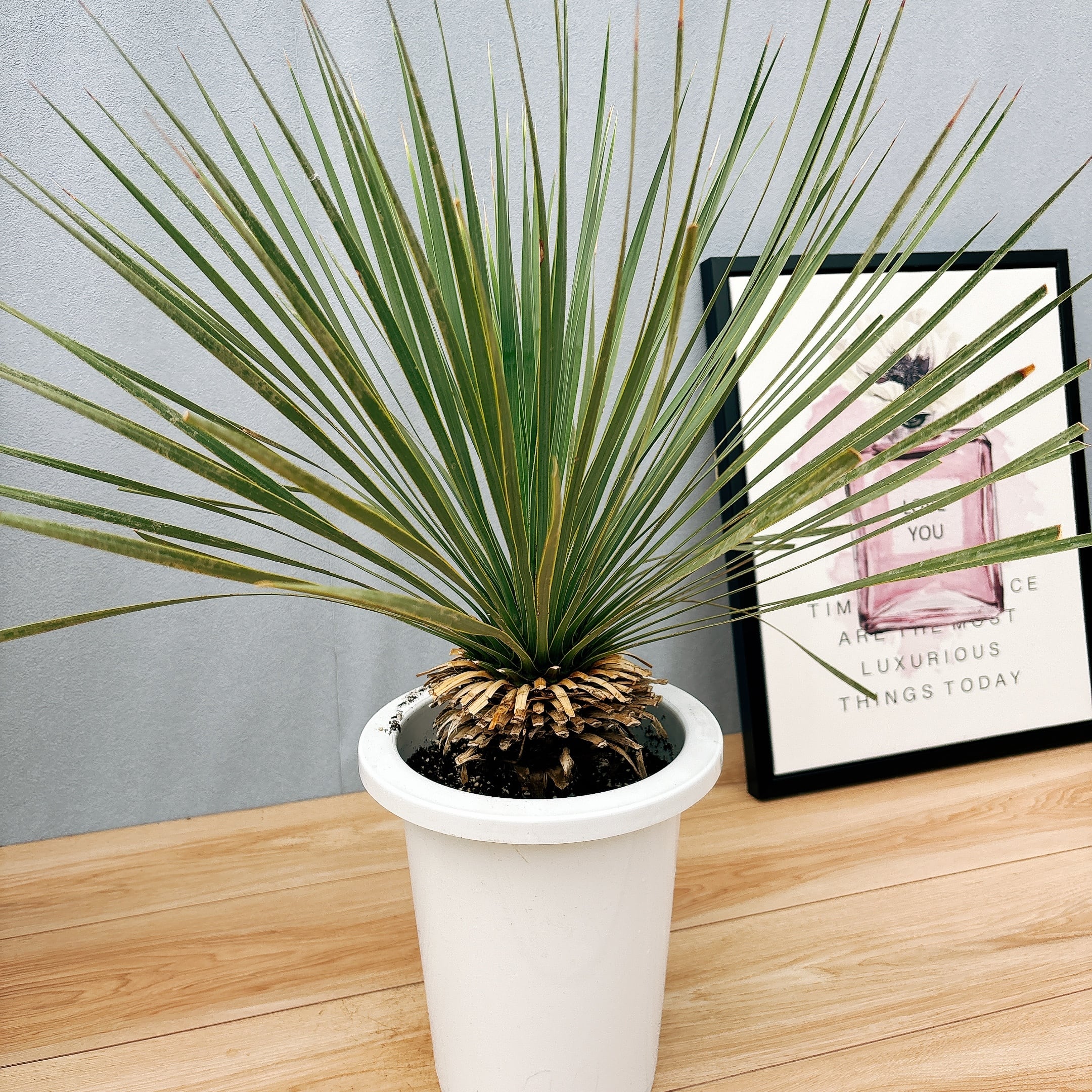 08dd692b64522f819eacbbed73eca8  