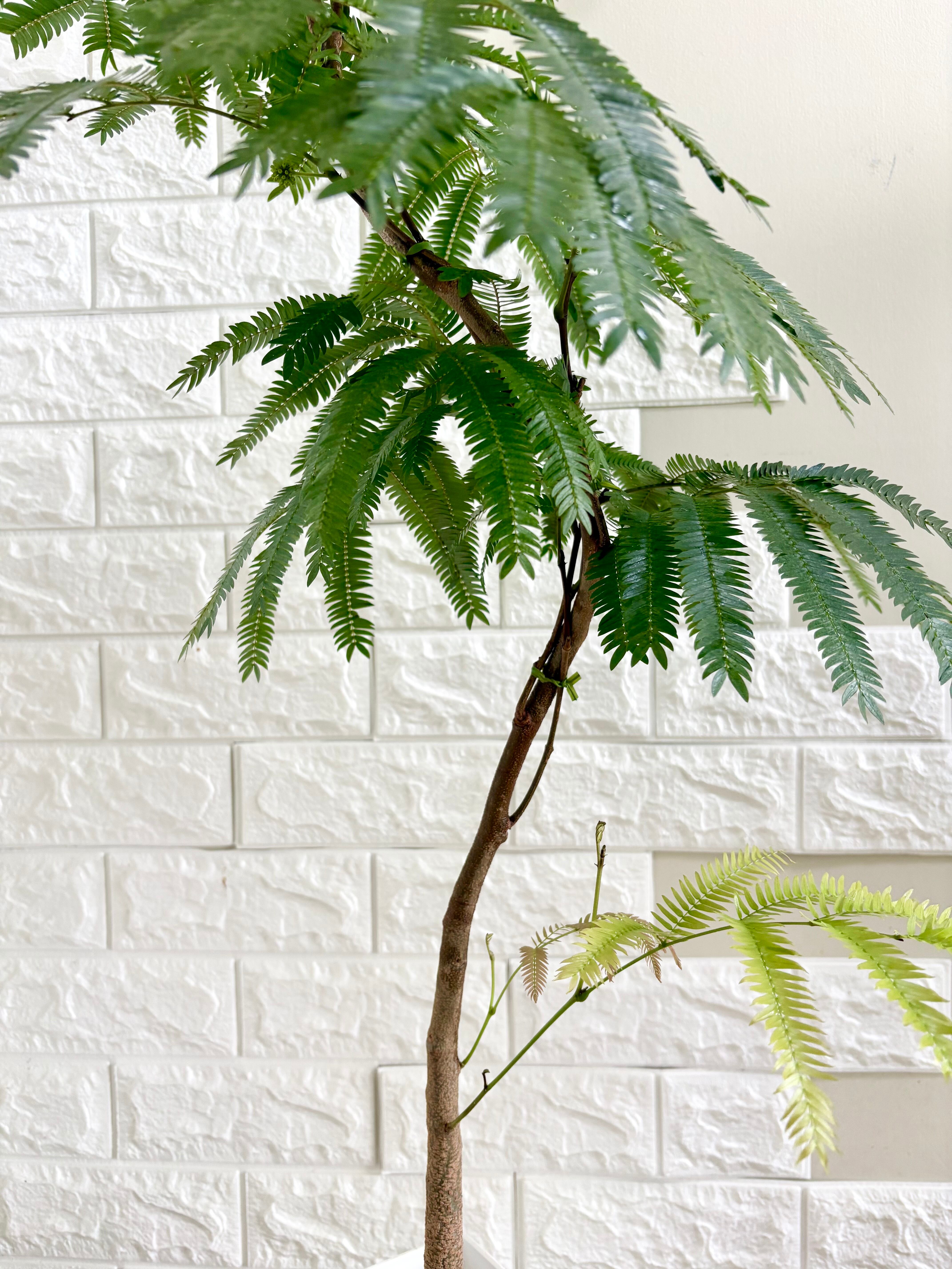エバーフレッシュ⭐️曲がり⭐️観葉植物 | 観葉植物のお店 feerie