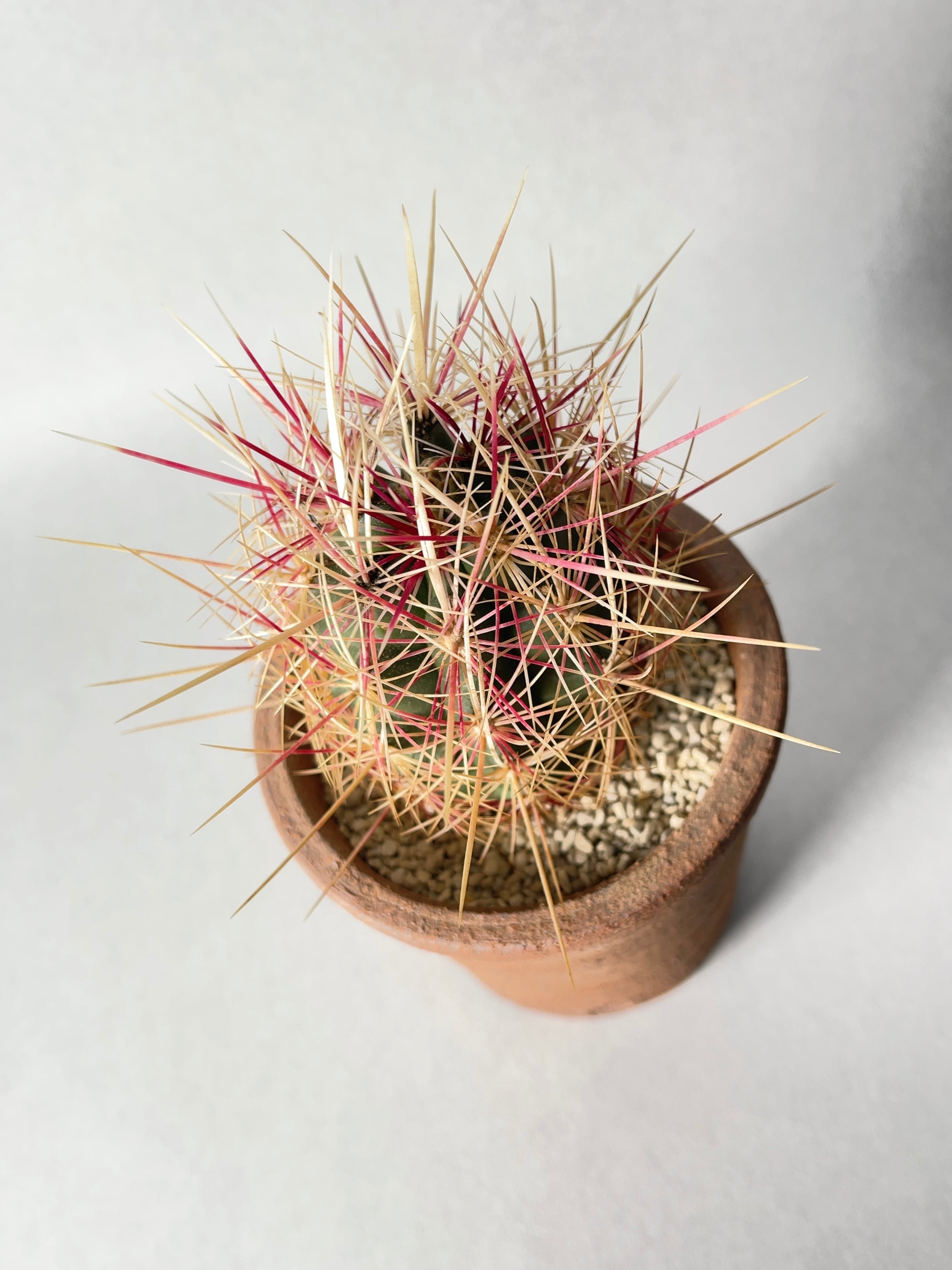 テロカクタス・五色大統領 | trigger