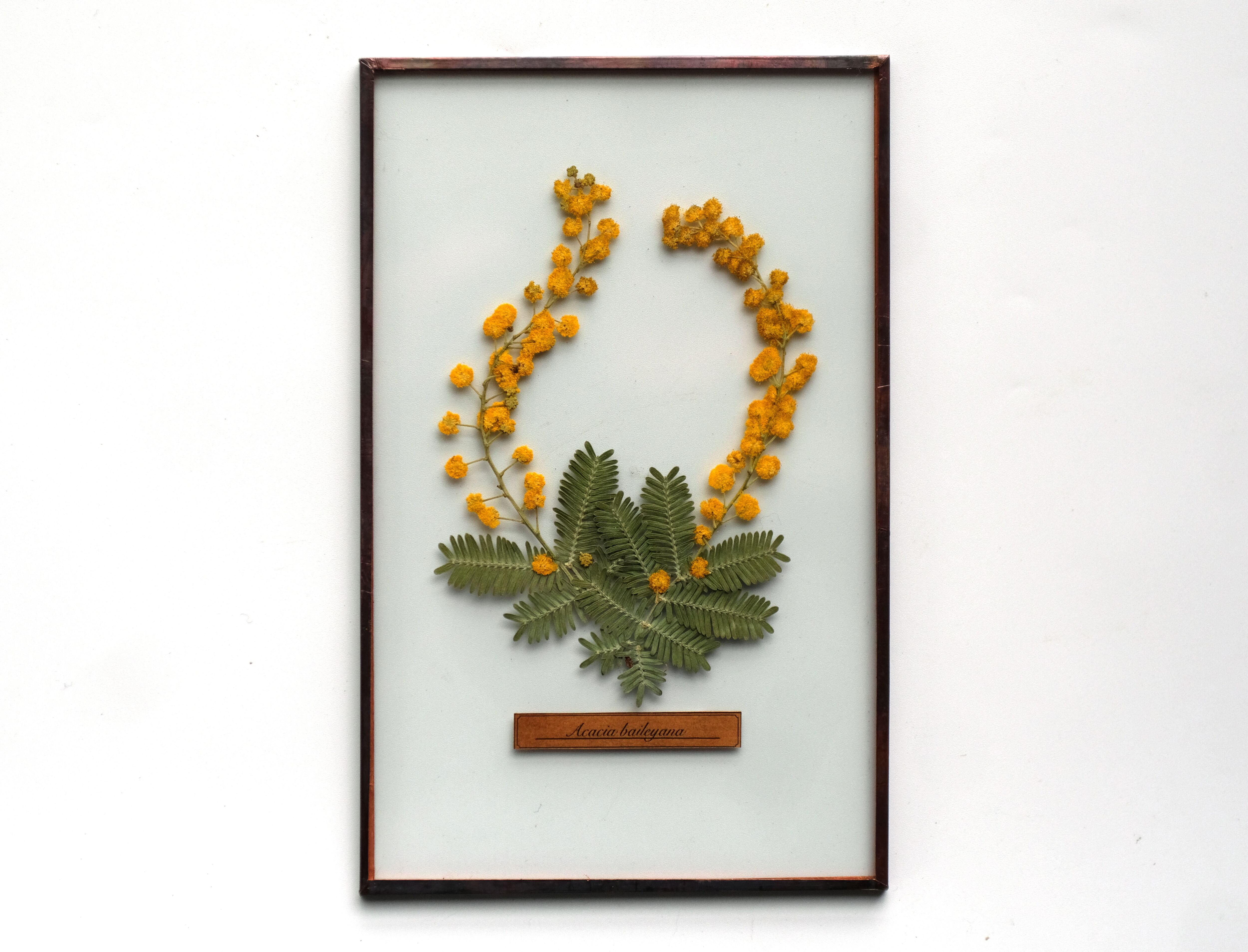 はいいろオオカミ＋花屋西別府商店