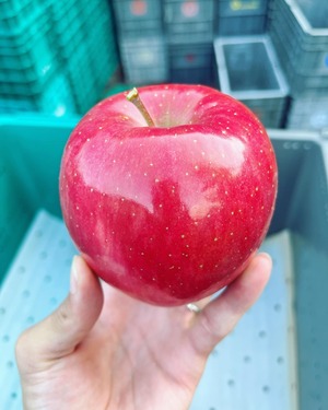葉取らず早生ふじ贈答用　5kg