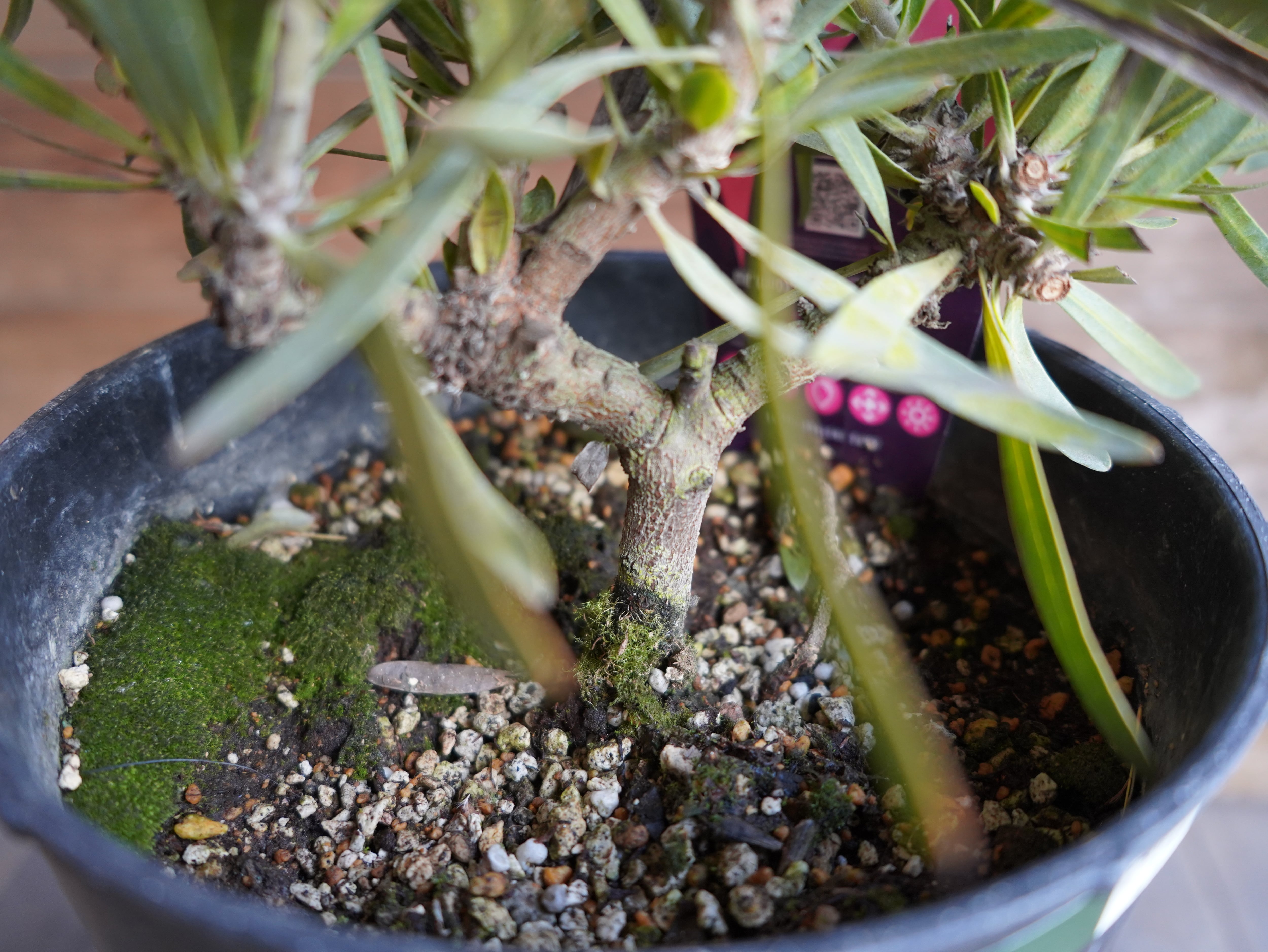 【現物】プロテア ”ピクシー”