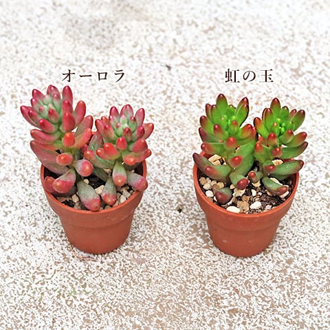 10苗セット 多肉植物 プラグ苗 1号 多年草 育てやすい かわいい 寄せ