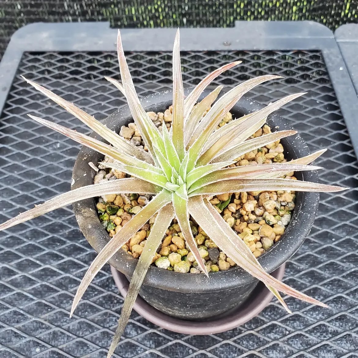 Dyckia（ディッキア） | レアプランツ通販サイトPlants Maniax