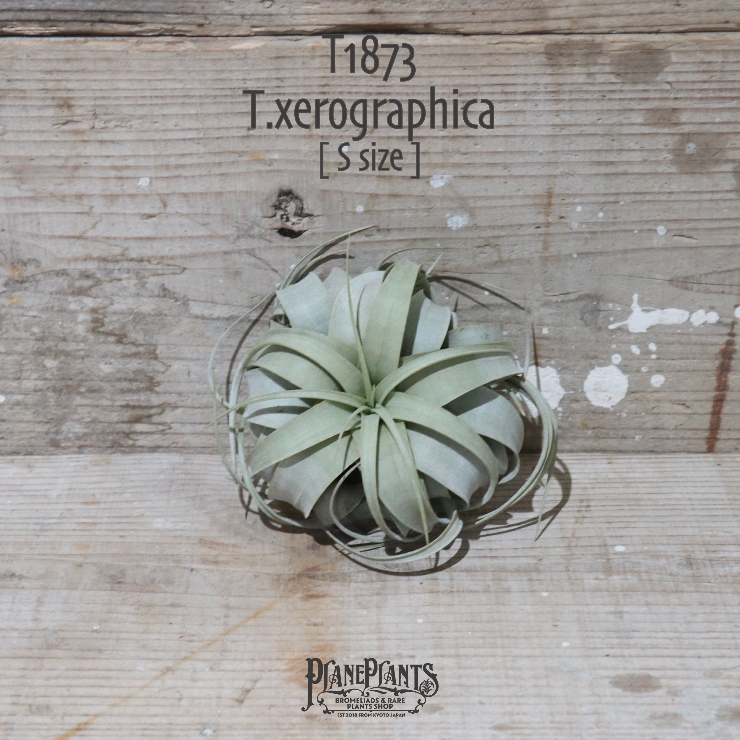 【送料無料】キセログラフィカ S〔エアプランツ〕現品発送T1873