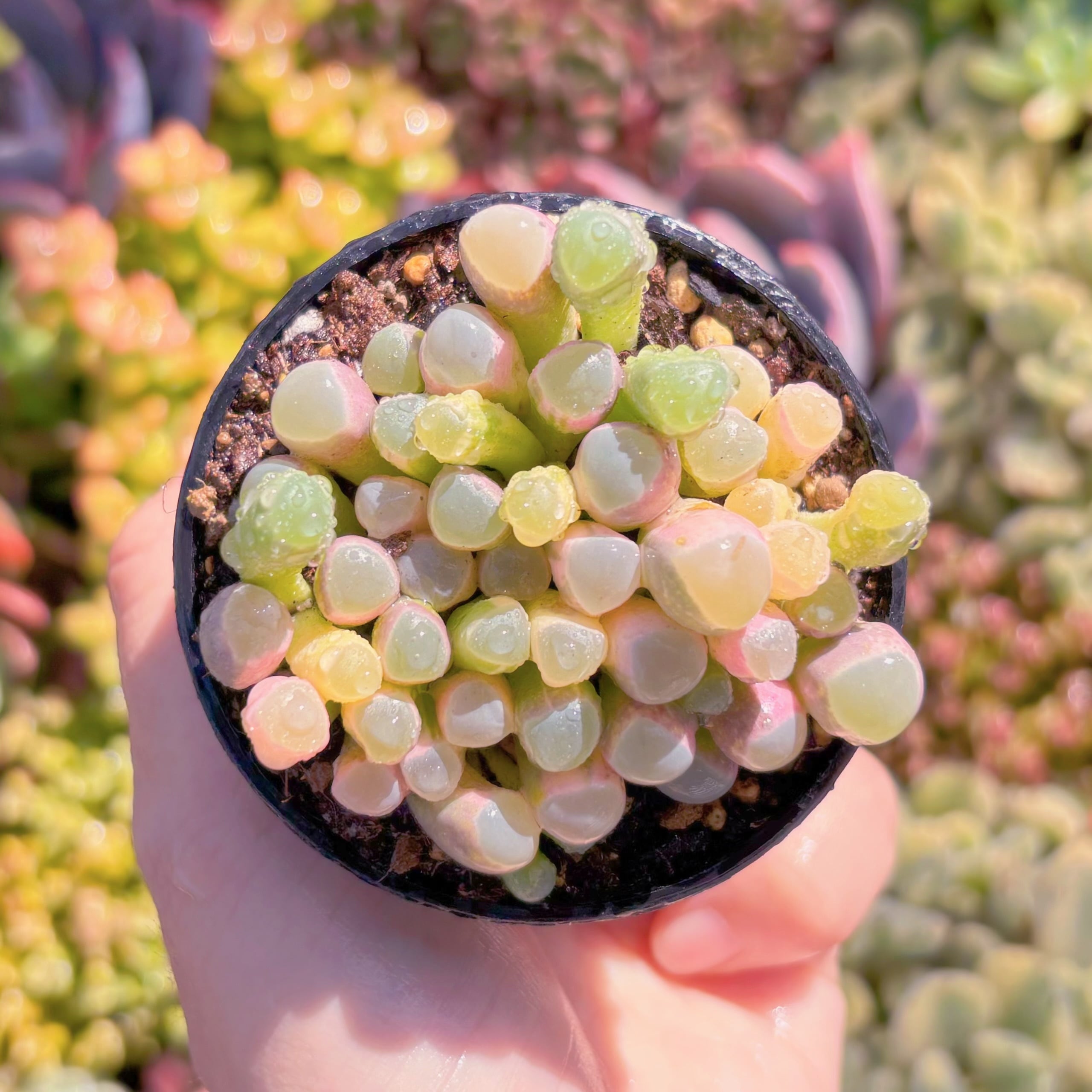 現品　五十鈴玉錦#867　群生　美苗　希少　新入荷　るる農園