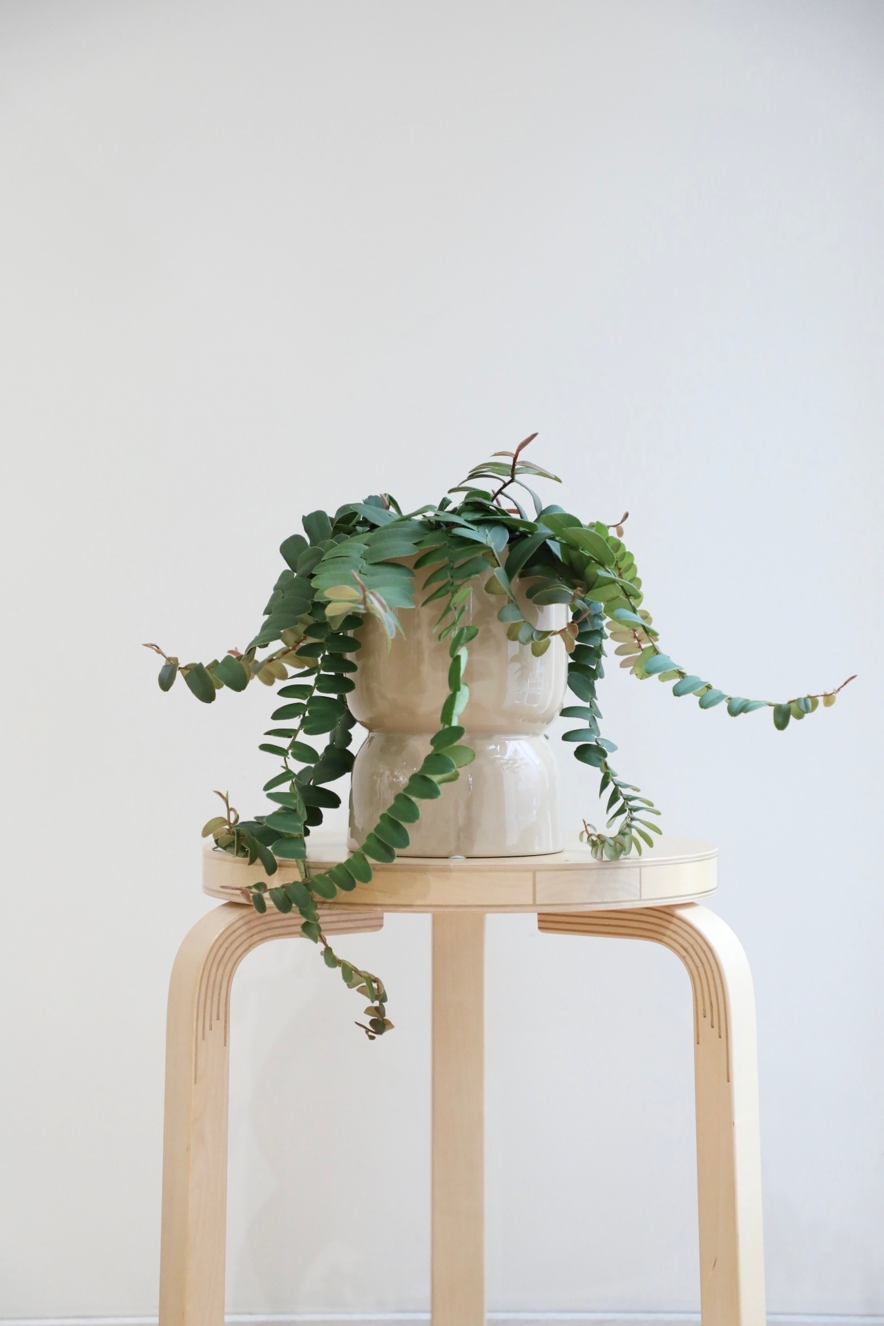 【S】マルクグラフィア ウンベラータ/Marcgravia umbellata