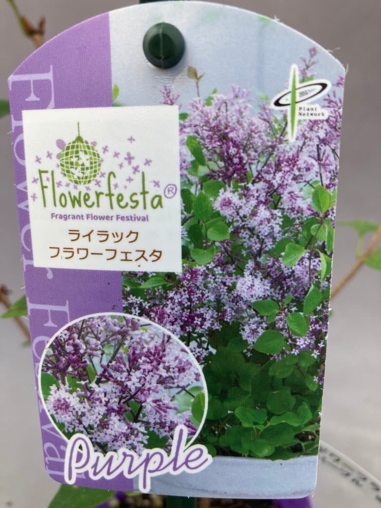 姫ライラック フラワーフェスタ パープル | 日本ライン花木センター