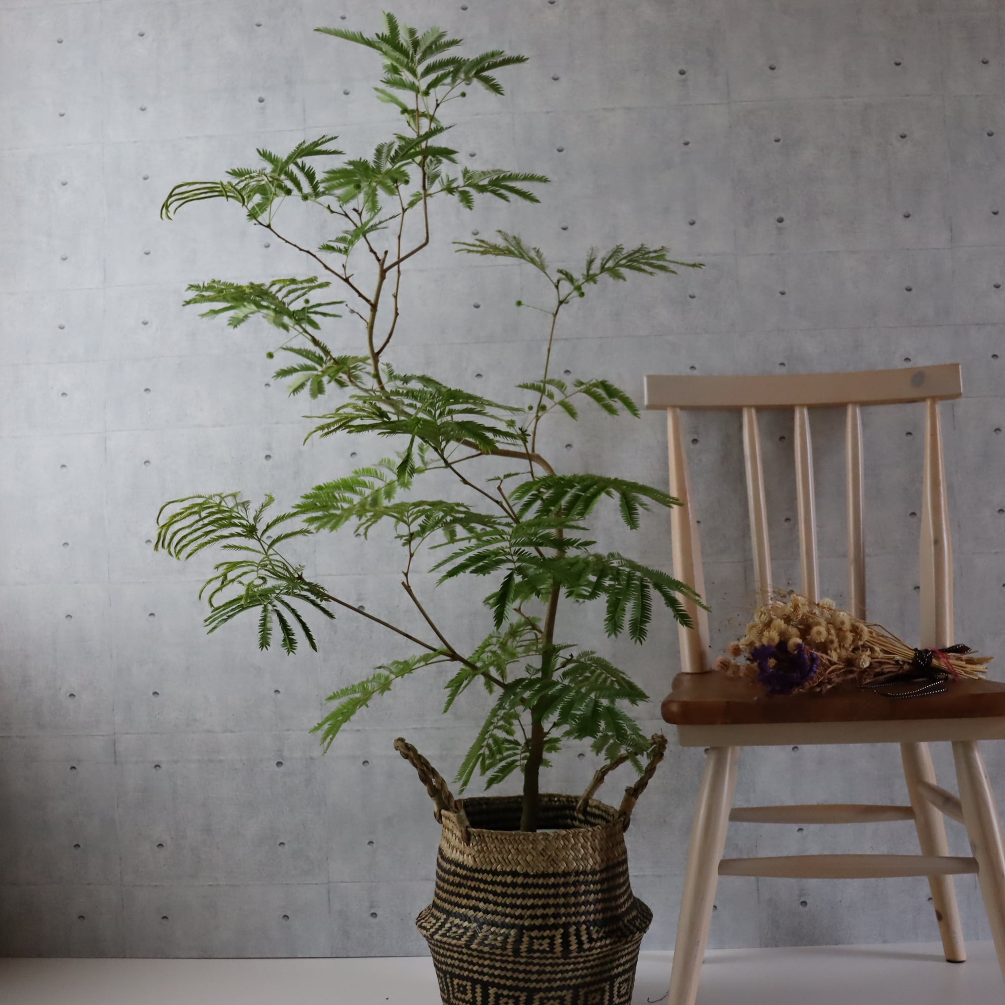 【 バランス◎150cm】エバーフレッシュ 曲がり 仕立て 観葉植物 室内 大型