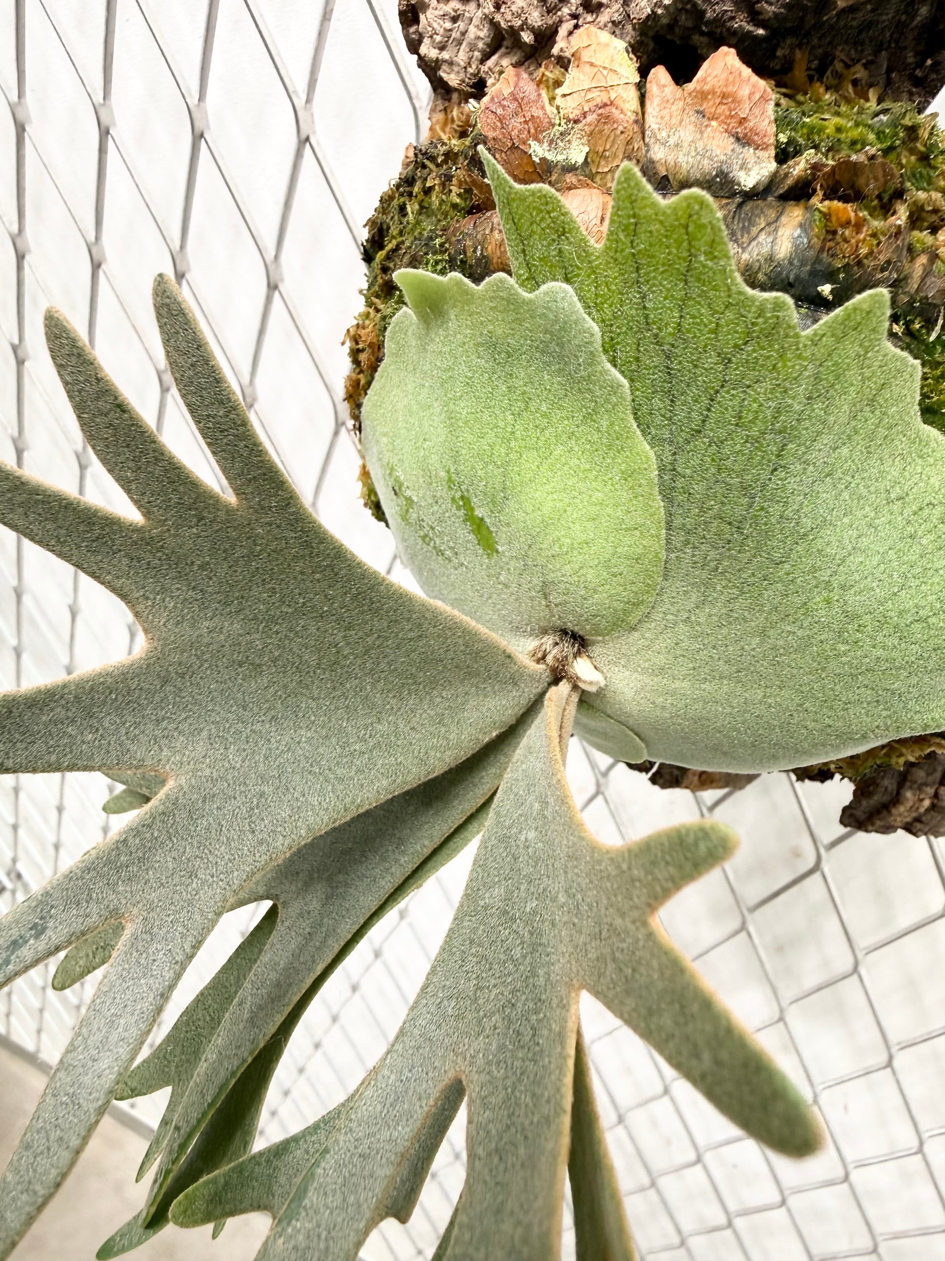 a) P. willinckii 'Elves' ビカクシダ ウィリンキー 'エルベス