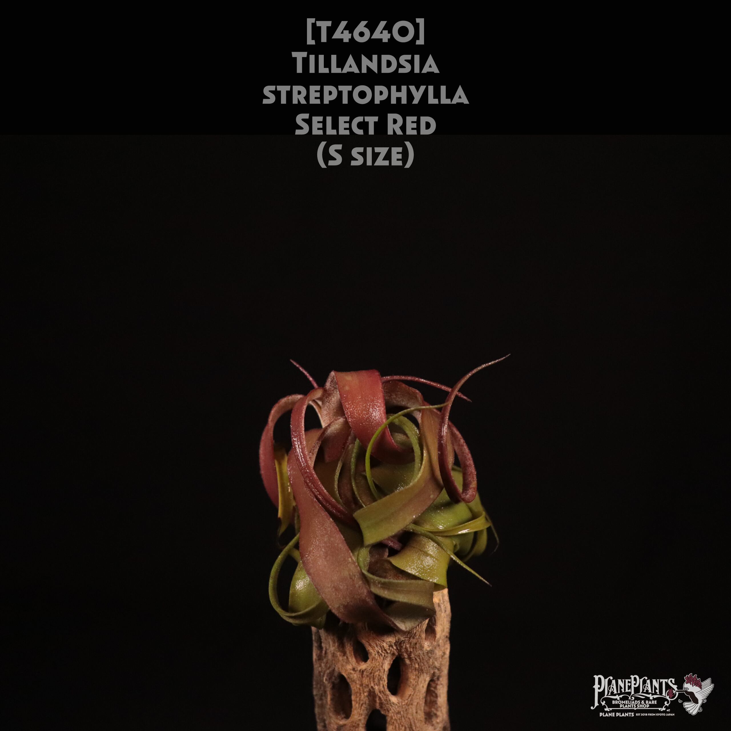 【送料無料】streptophylla select Red S〔エアプランツ〕現品発送T4640