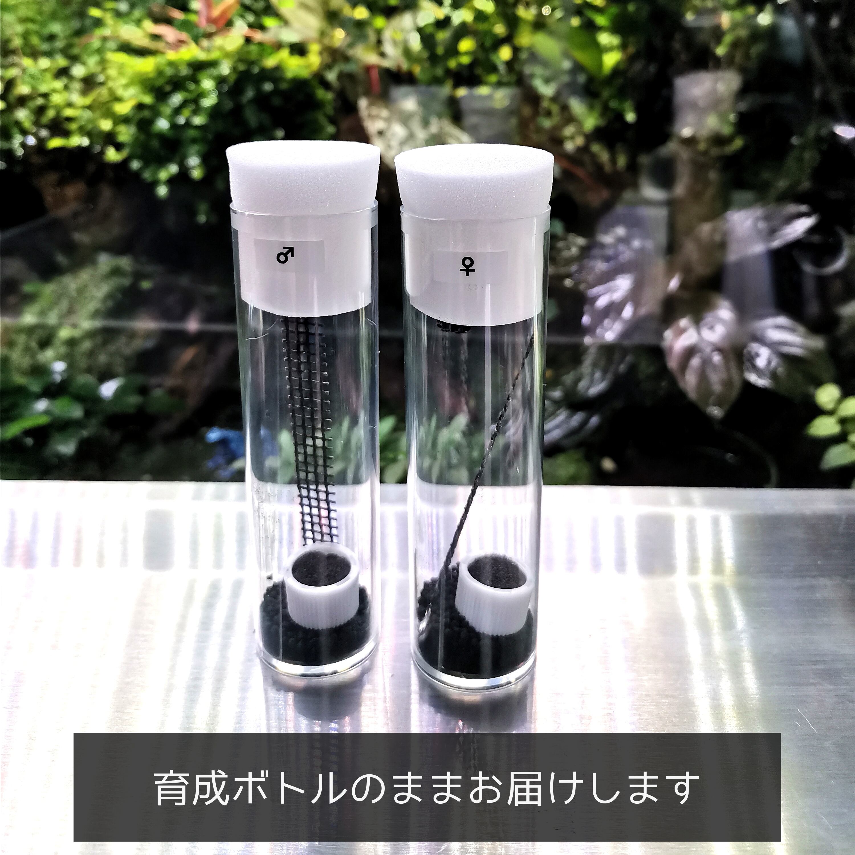 １ペア リーガルジャンピングスパイダー Phidippus Regius ブルーゲッコーラボ Bluegeckolab