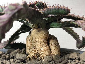 ユーフォルビア ステラータ