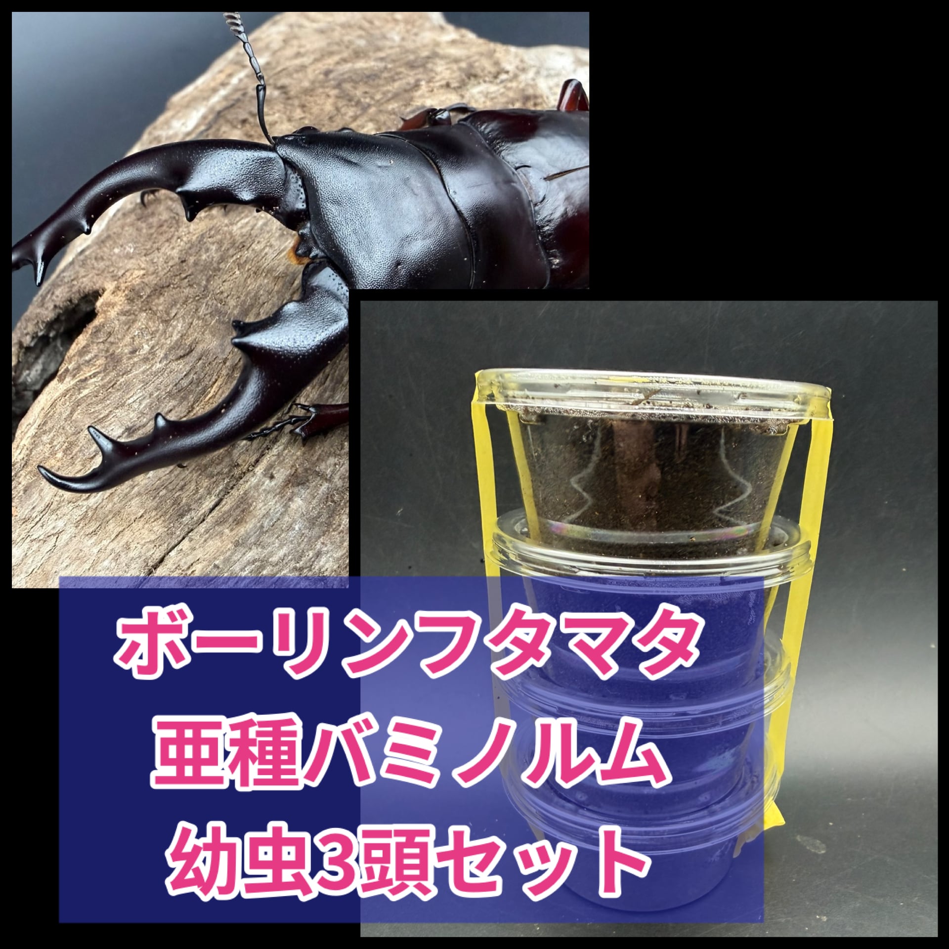 VN材（ベトナム材）Mサイズ 1本 | KPW BASE店