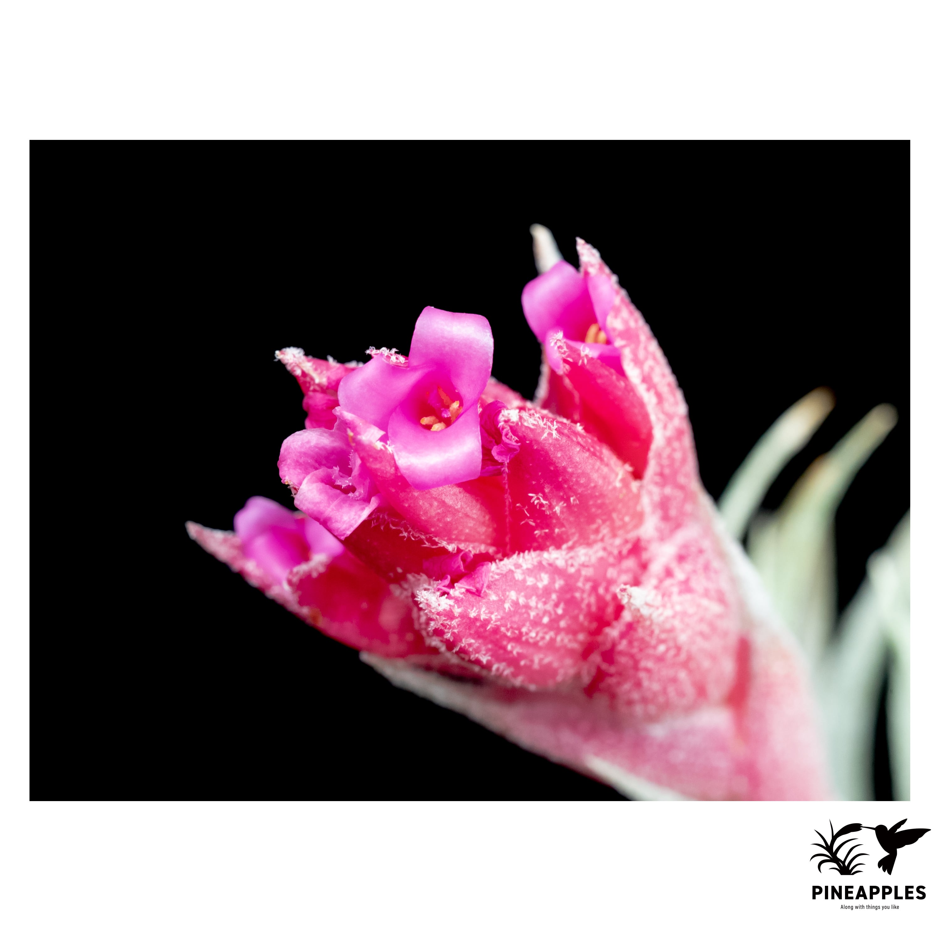 Tillandsia gardneri var. rupicola x sprengeliana | PINEAPPLES