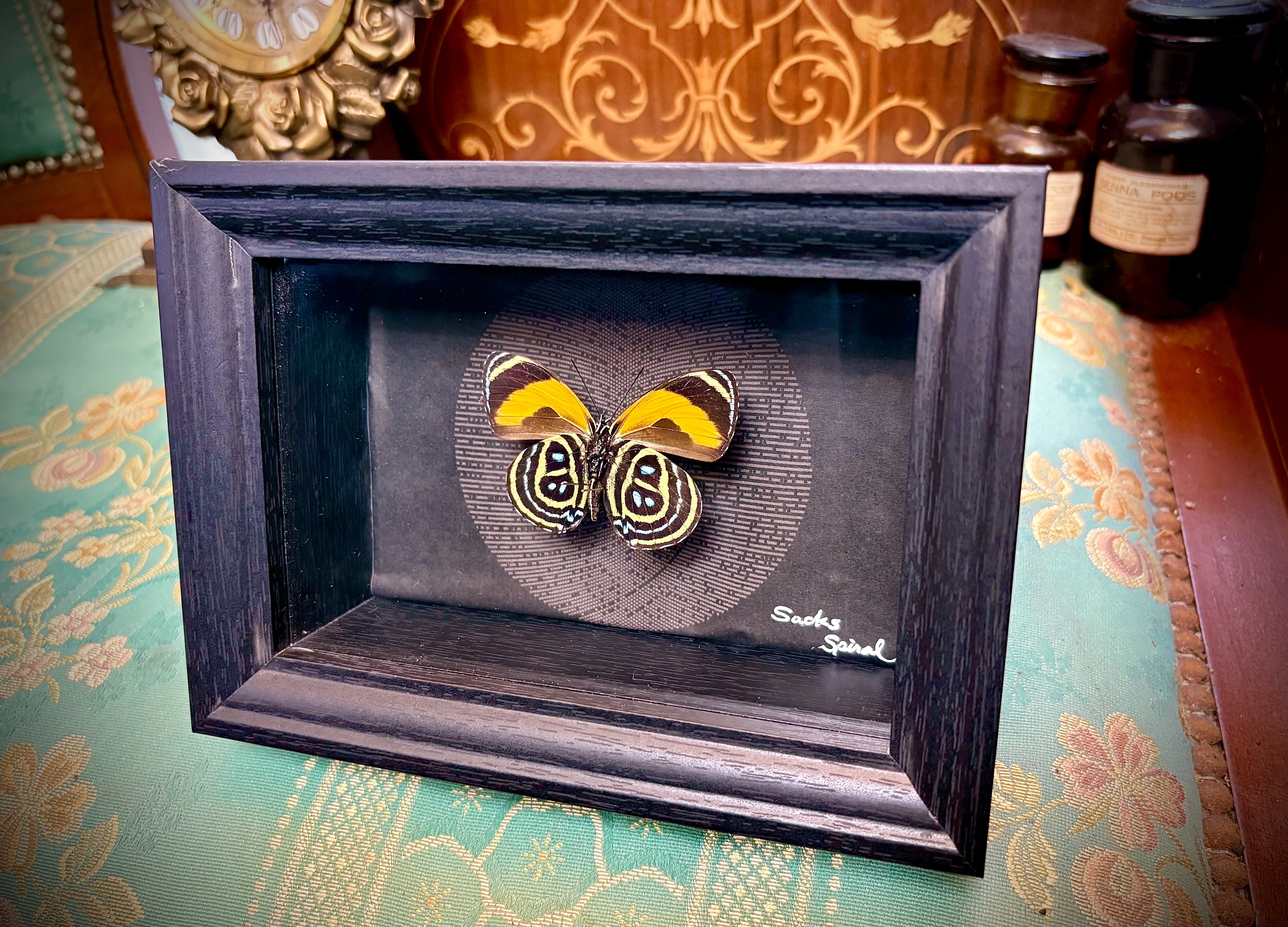 うつせみ標本屋