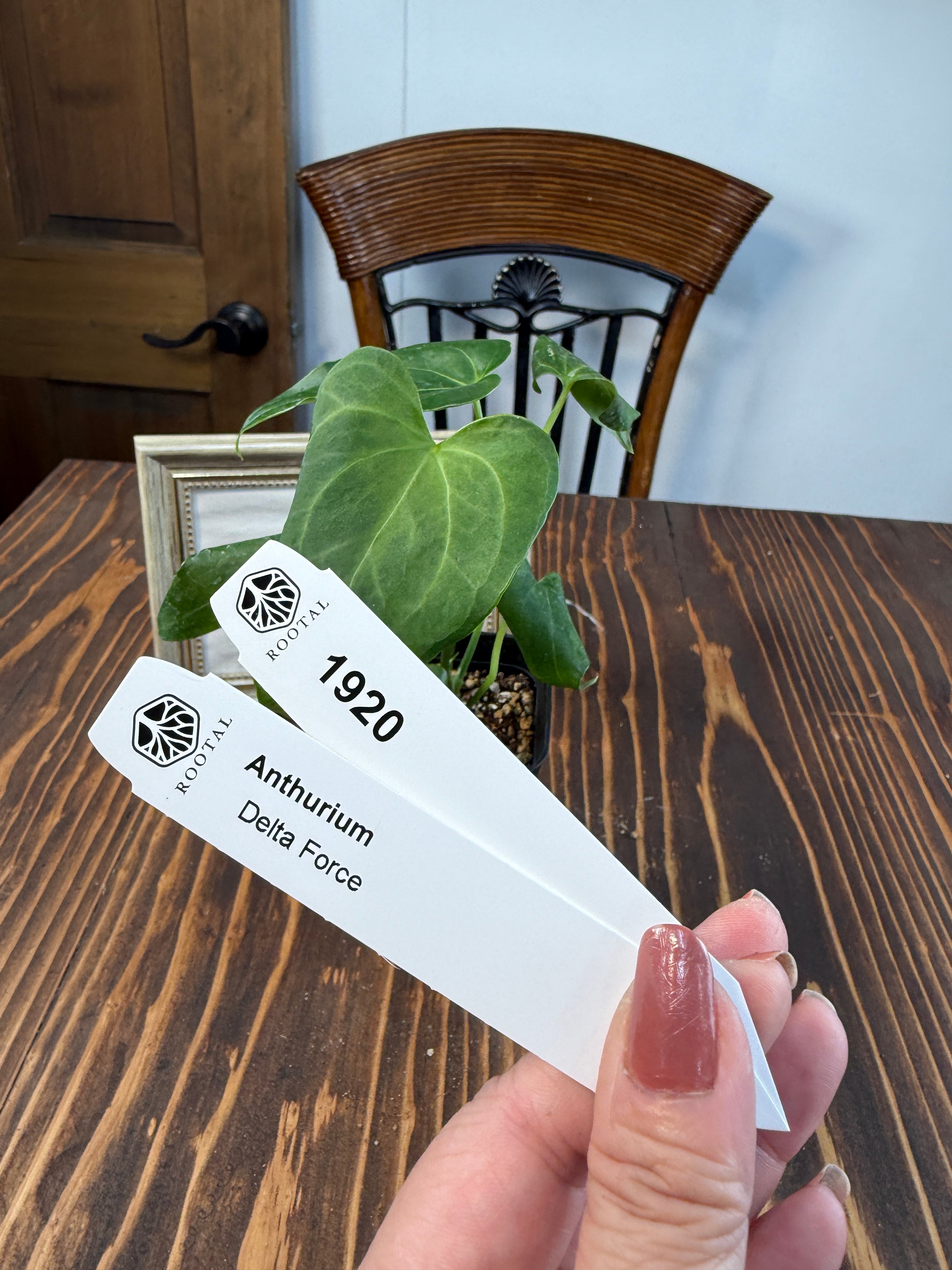 アンスリウム　スコーピオン アンスリウム スコーピオン アンスリウム スコーピオン Anthurium