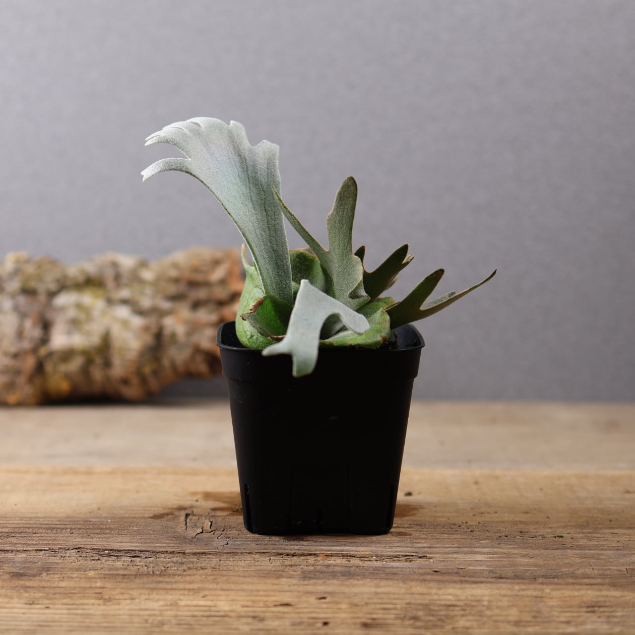 603『ビカクシダ ナノ Nano』 観葉植物【送料無料】 | MARX PLANTS