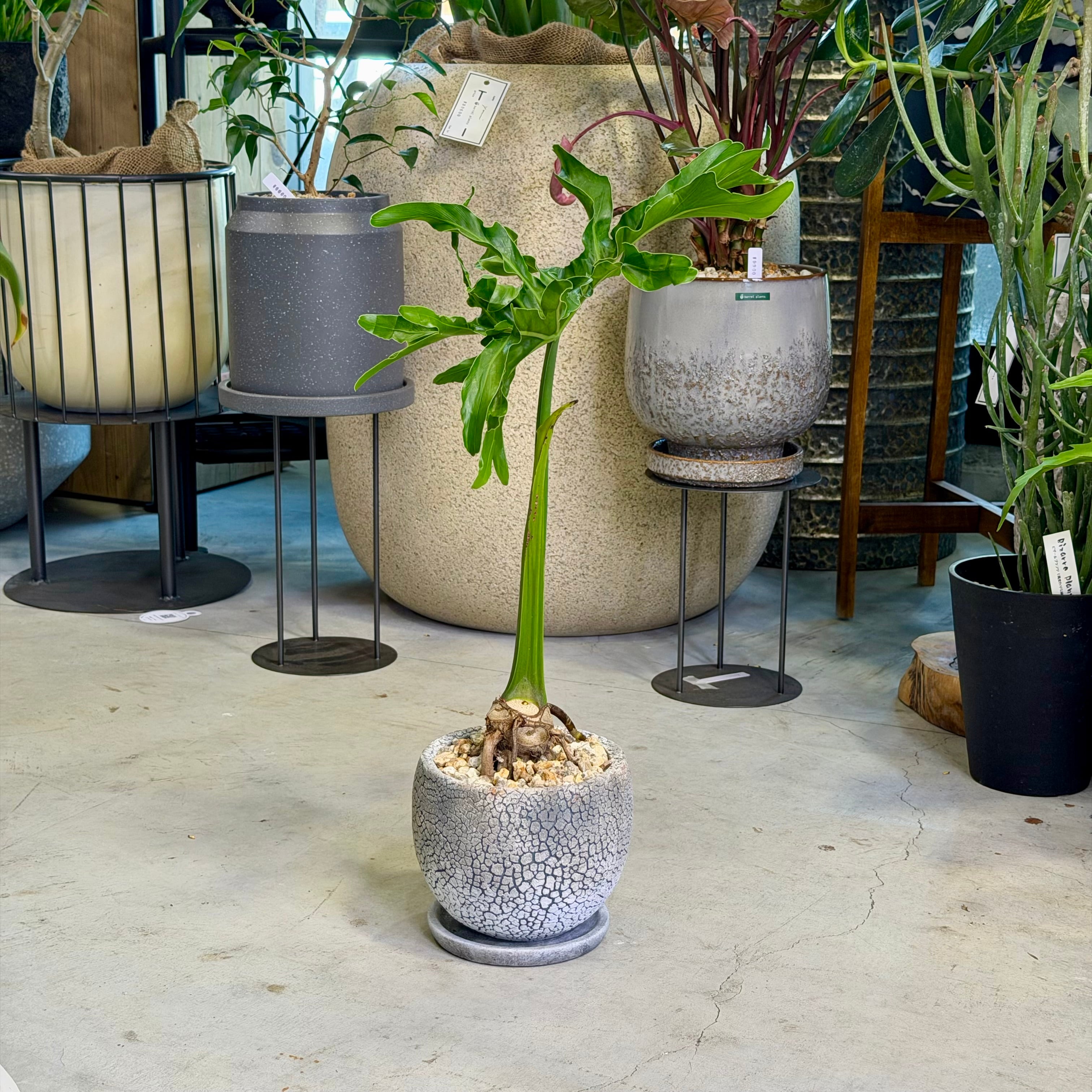 アロカシア・アズラニー | barrelplants_BONSAI