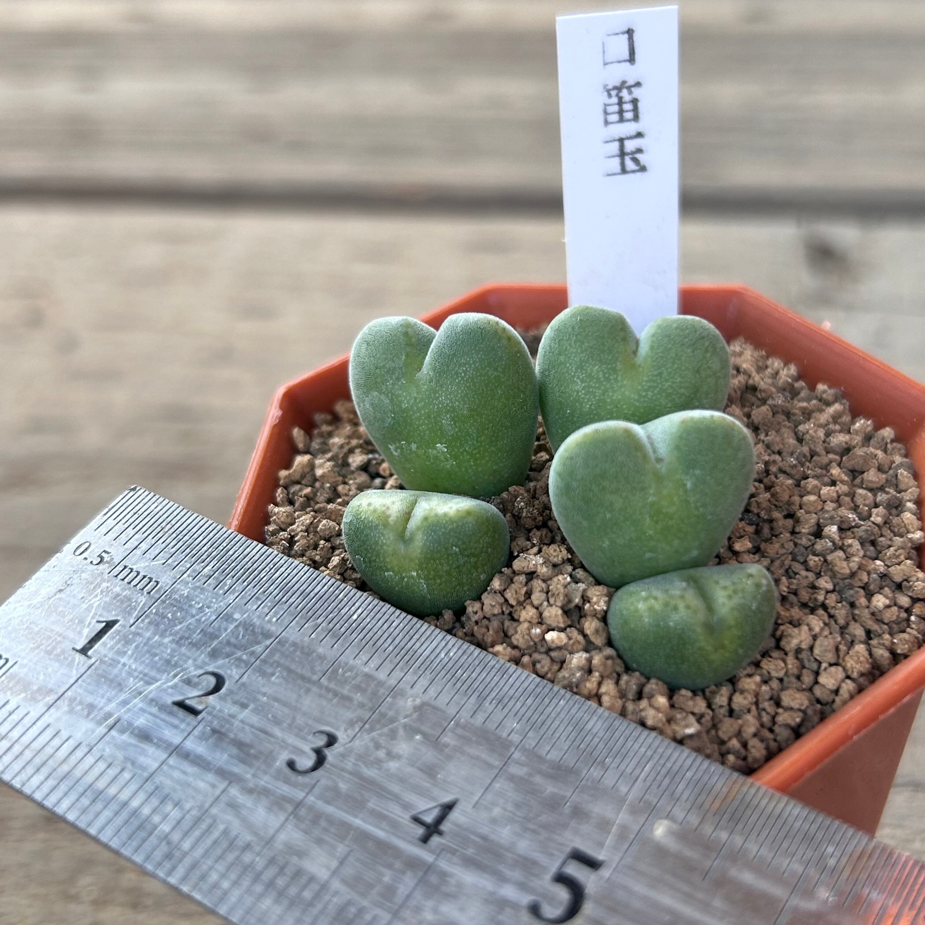 ゜'・:*☆。Conophytum '口笛玉'・:*☆。 口笛玉 コノフィツム | RuPo 多肉植物専門店