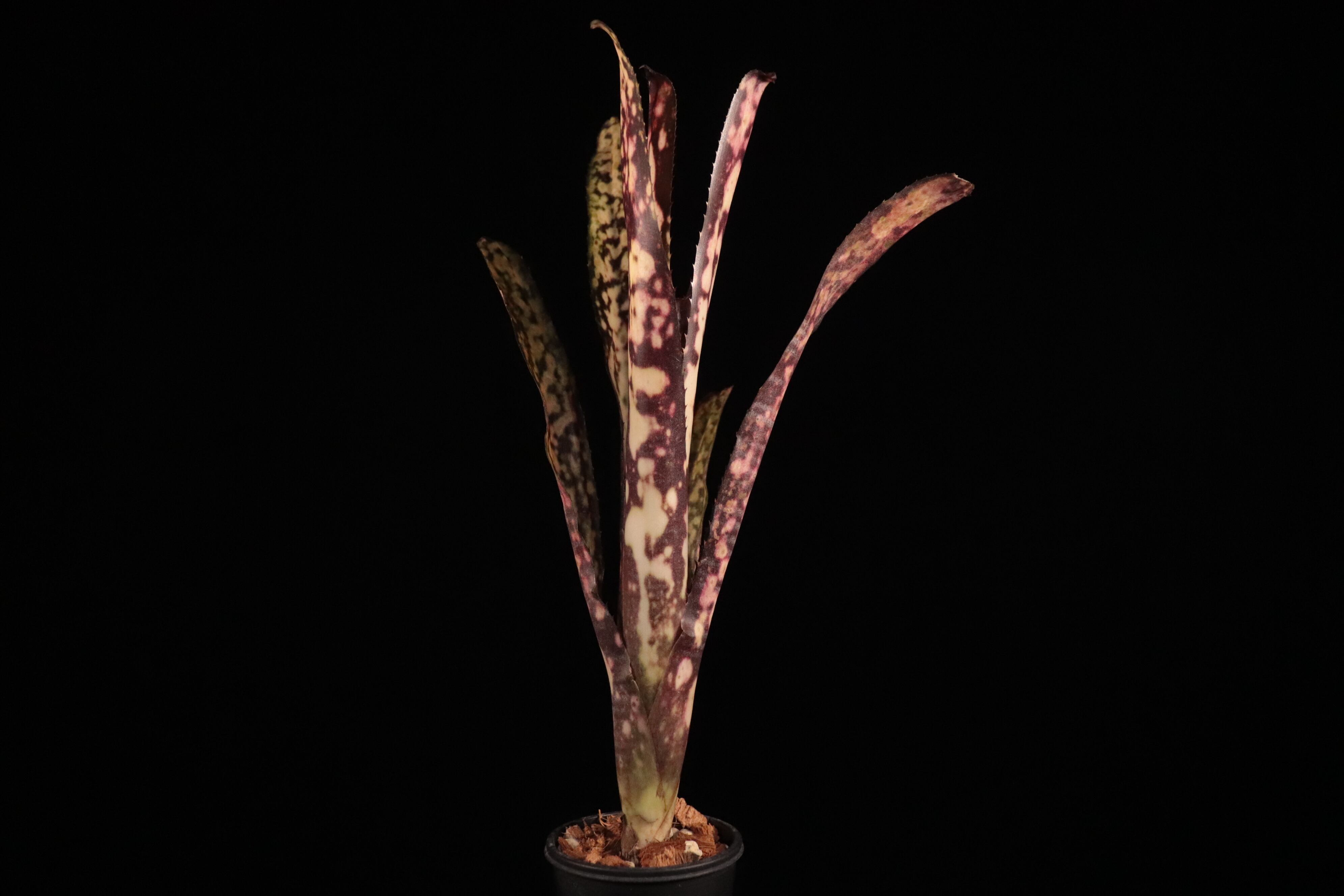 送料無料】Billbergia 'Kolan Express'〔ビルベルギア〕現品発送B0234