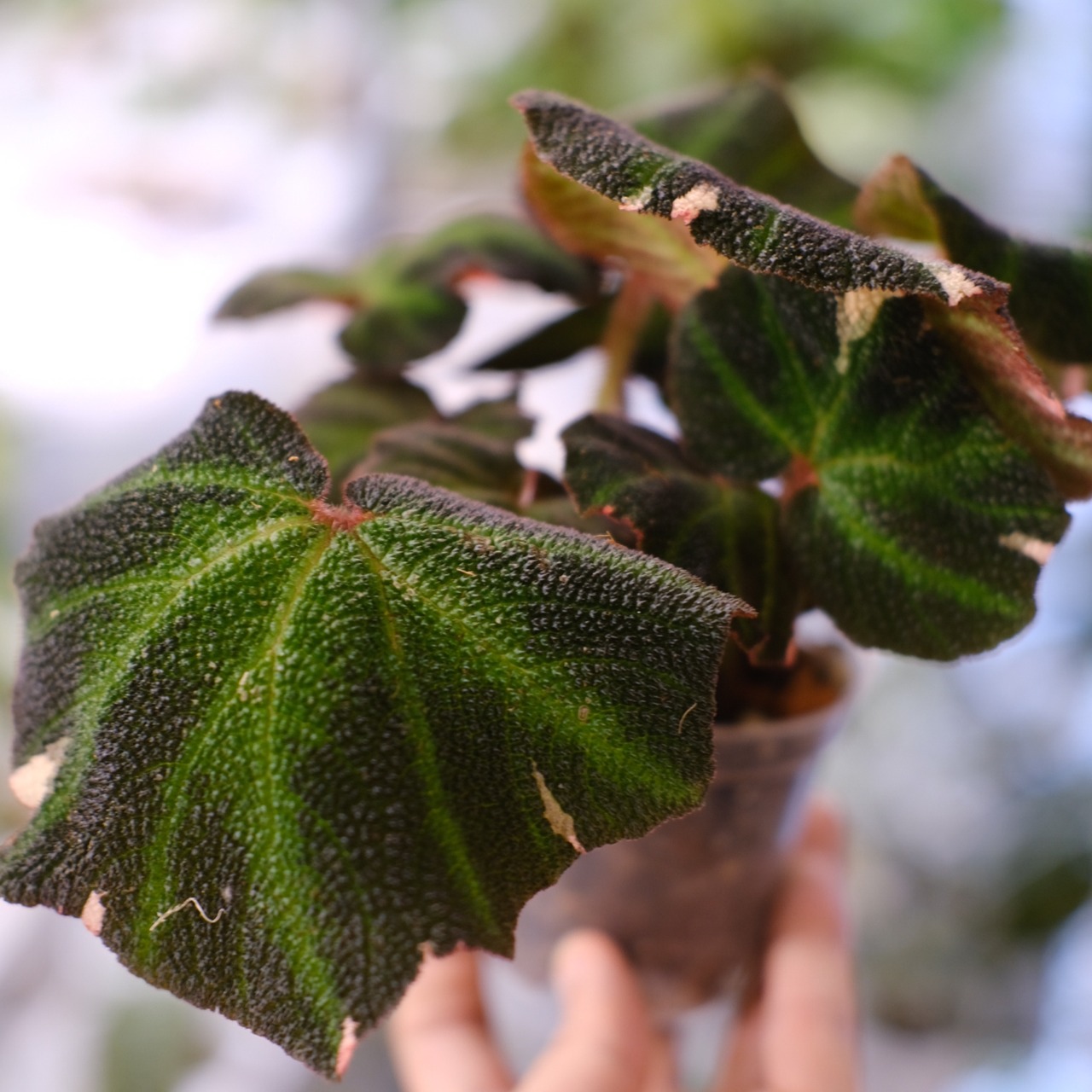 Begonia soli mutata Variegated / ベゴニア ソリムタータ バリエガータ ピンク