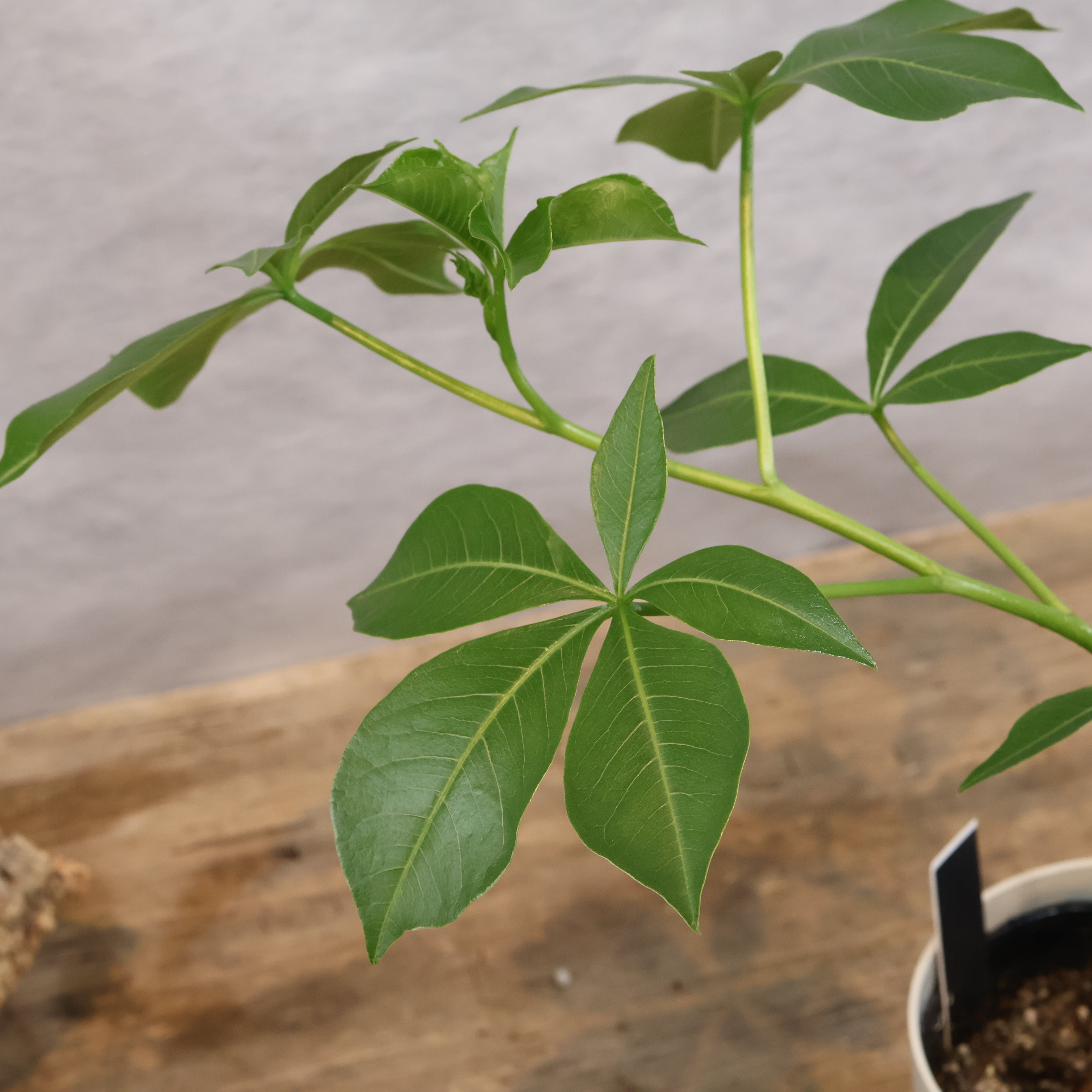310 大地のパワーをそのまま宿す『バオバブ グレゴリー』観葉植物