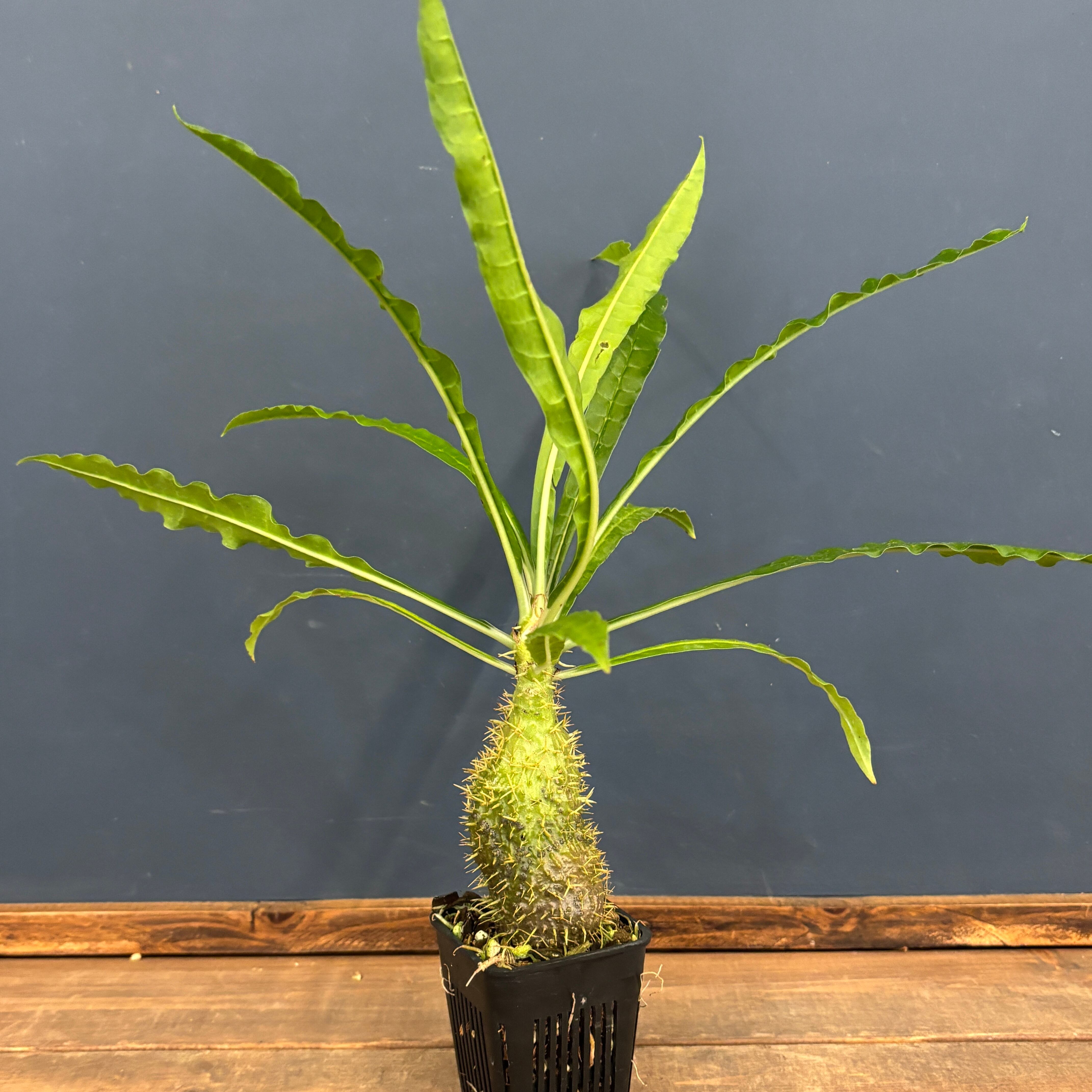 ミルメコディア alata【261】 | PROTOLEAF プロトリーフ