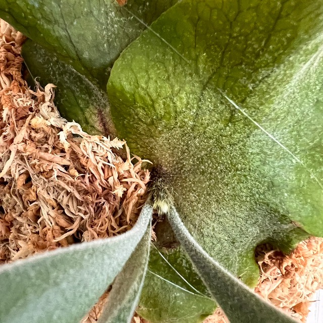 ビカクシダ ウィリンキー 板付 【観葉植物 室内 コウモリラン】