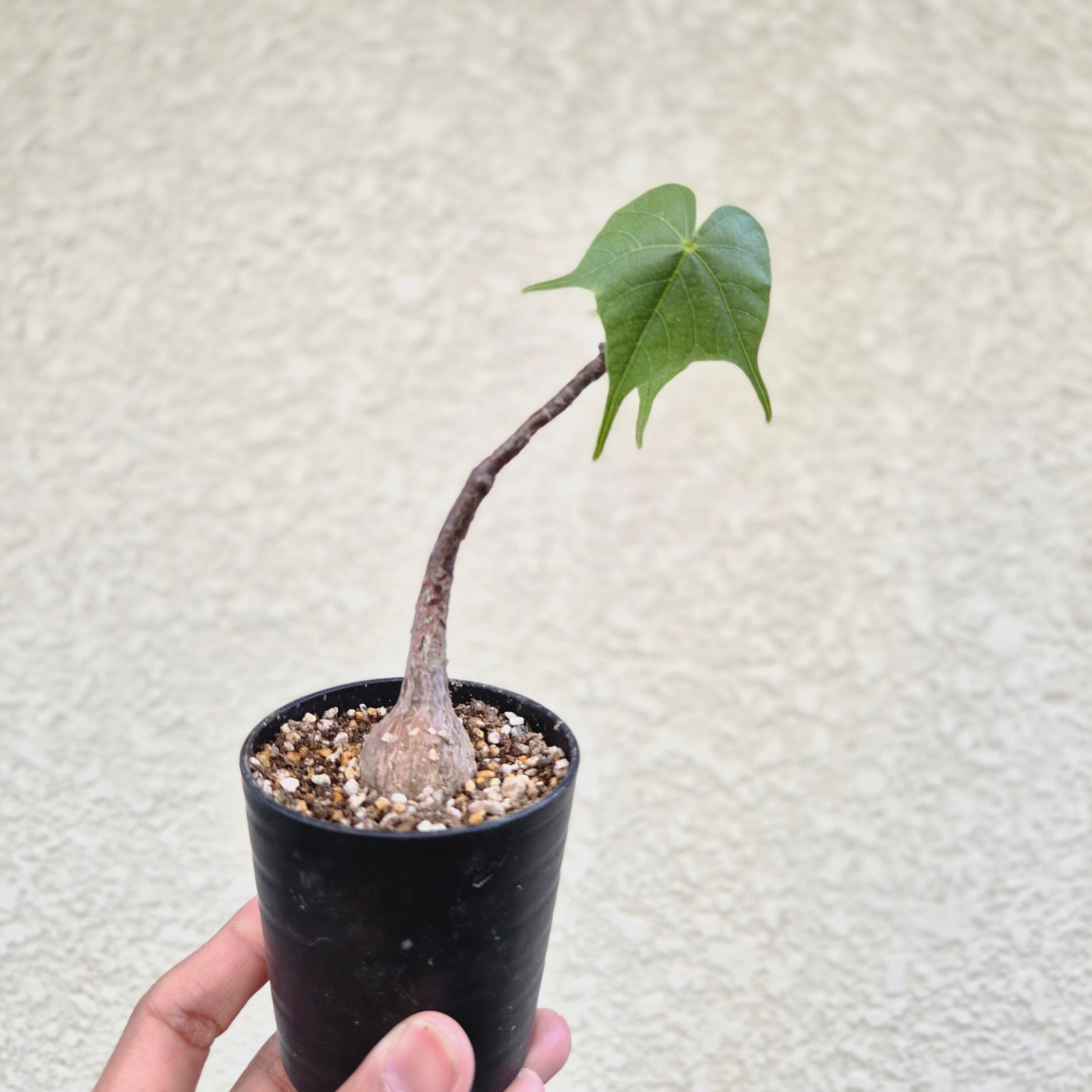 ③〔フィルミアナ・コロラータ 〕Firmiana Colorata Sterculia colorata 塊根植物 コーデックス