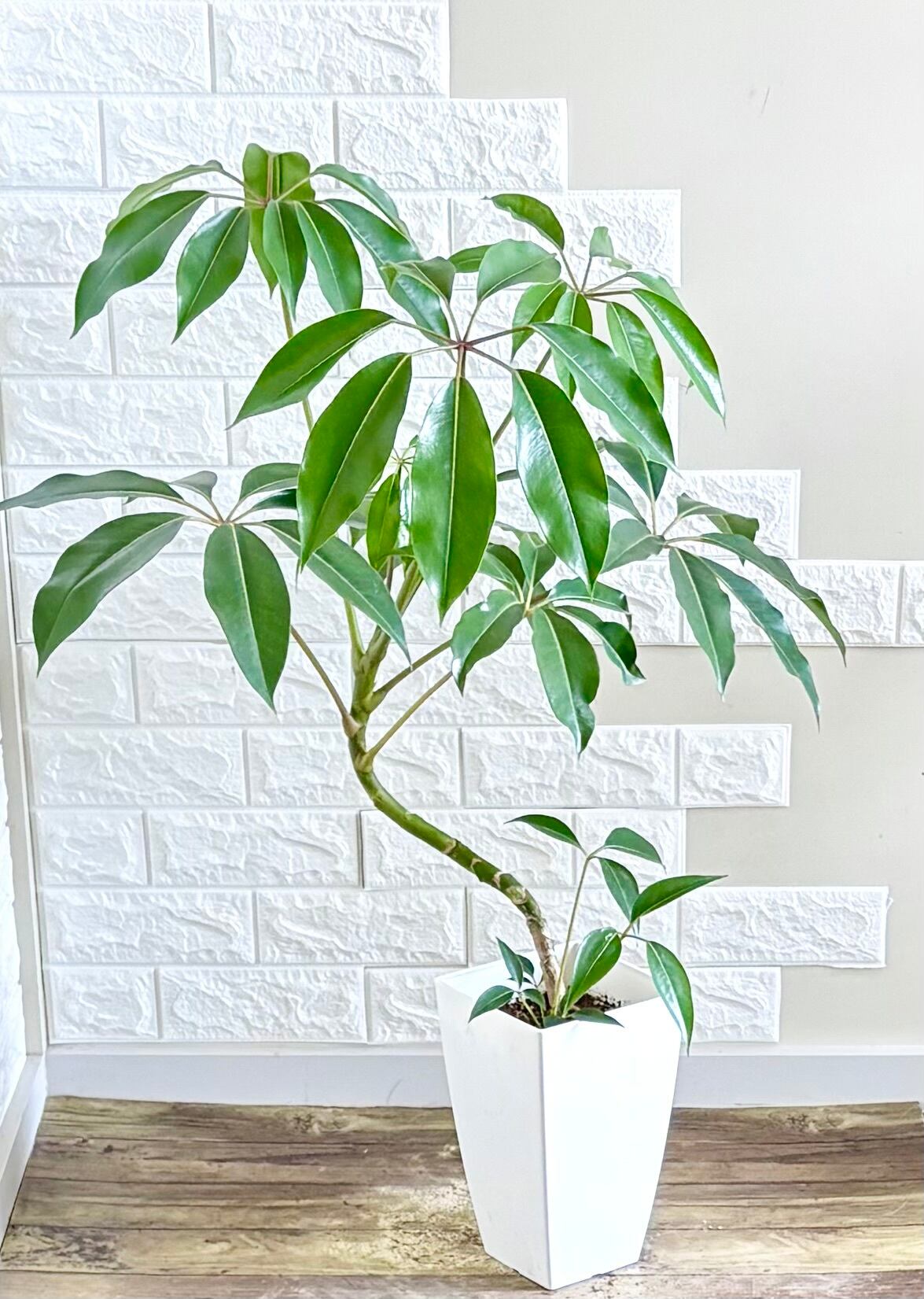 カシワバゴム⭐️2本立ち⭐️大型⭐️観葉植物 | 観葉植物のお店