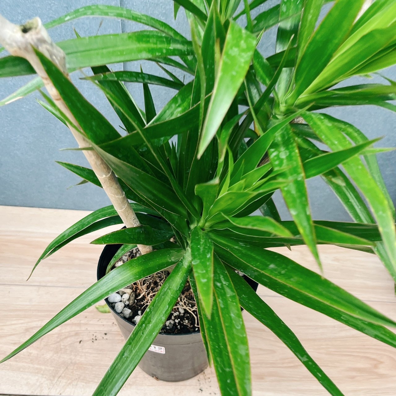 現品］【希少】40番 ドラセナ ナビー 6号 観葉植物 大型 室内 おしゃれ