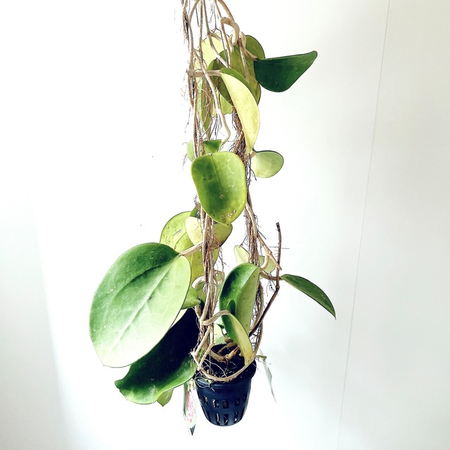 希少ホヤコレクション｜Hoya excavata（ホヤ・エクスカバータ）太陽園芸 × calm cafe