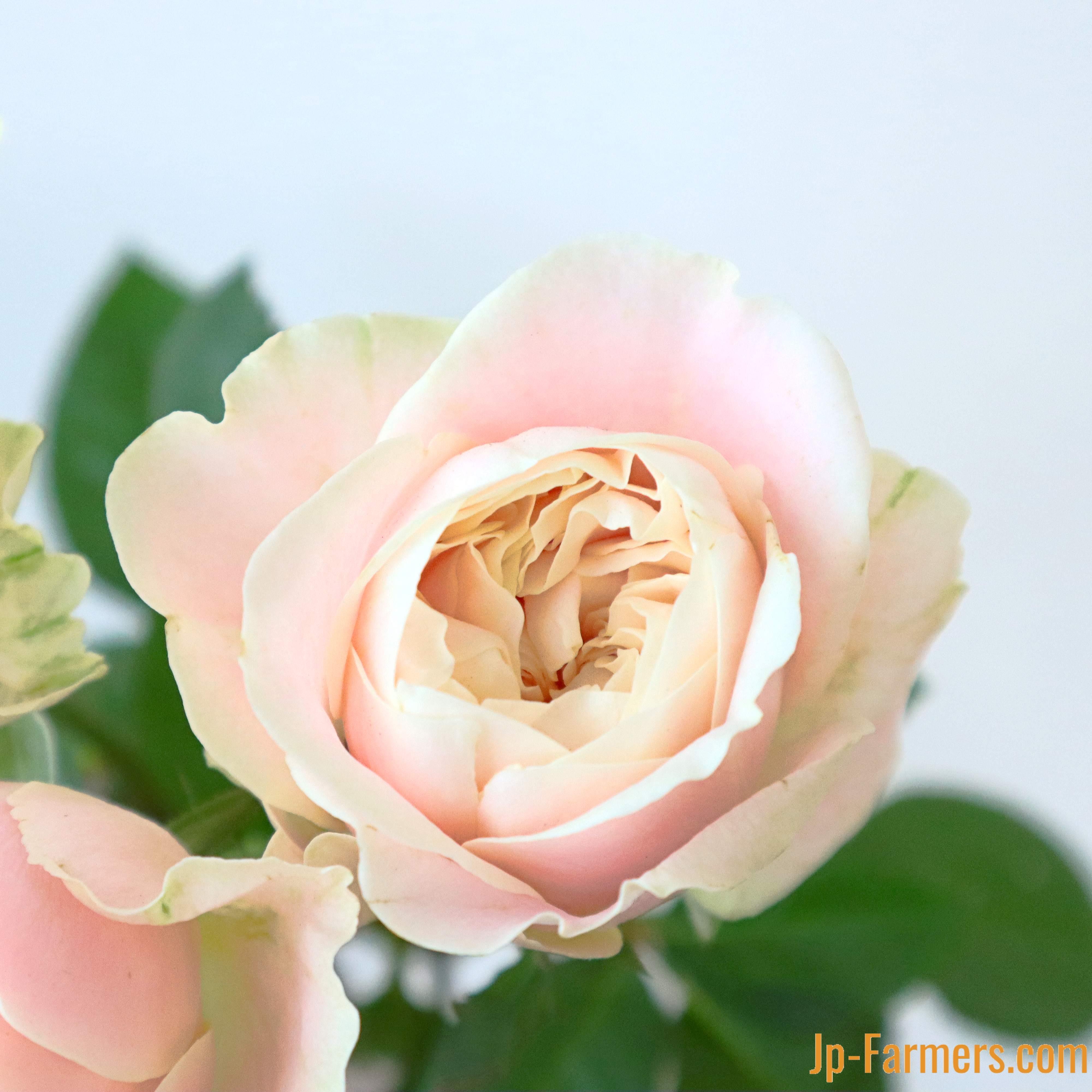 優しいアプリコット色の薔薇 シフォンヴェール♪♪ | 新鮮お花問屋 Jp