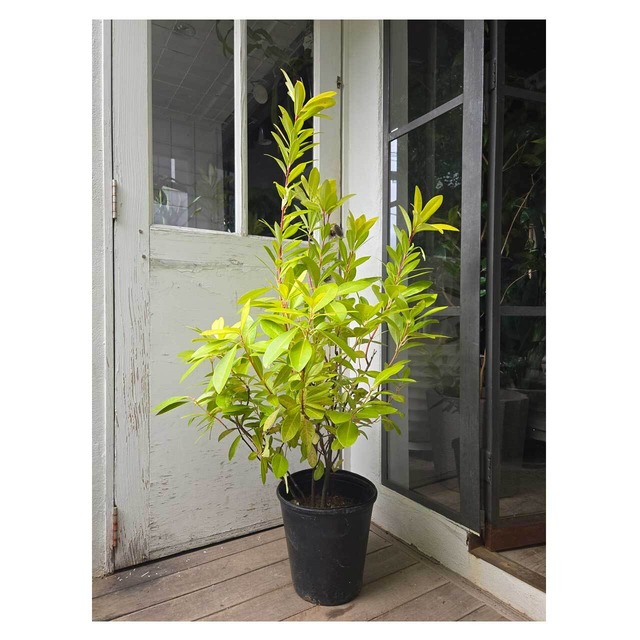 Illicium parviflorum 'Florida Sunshine'