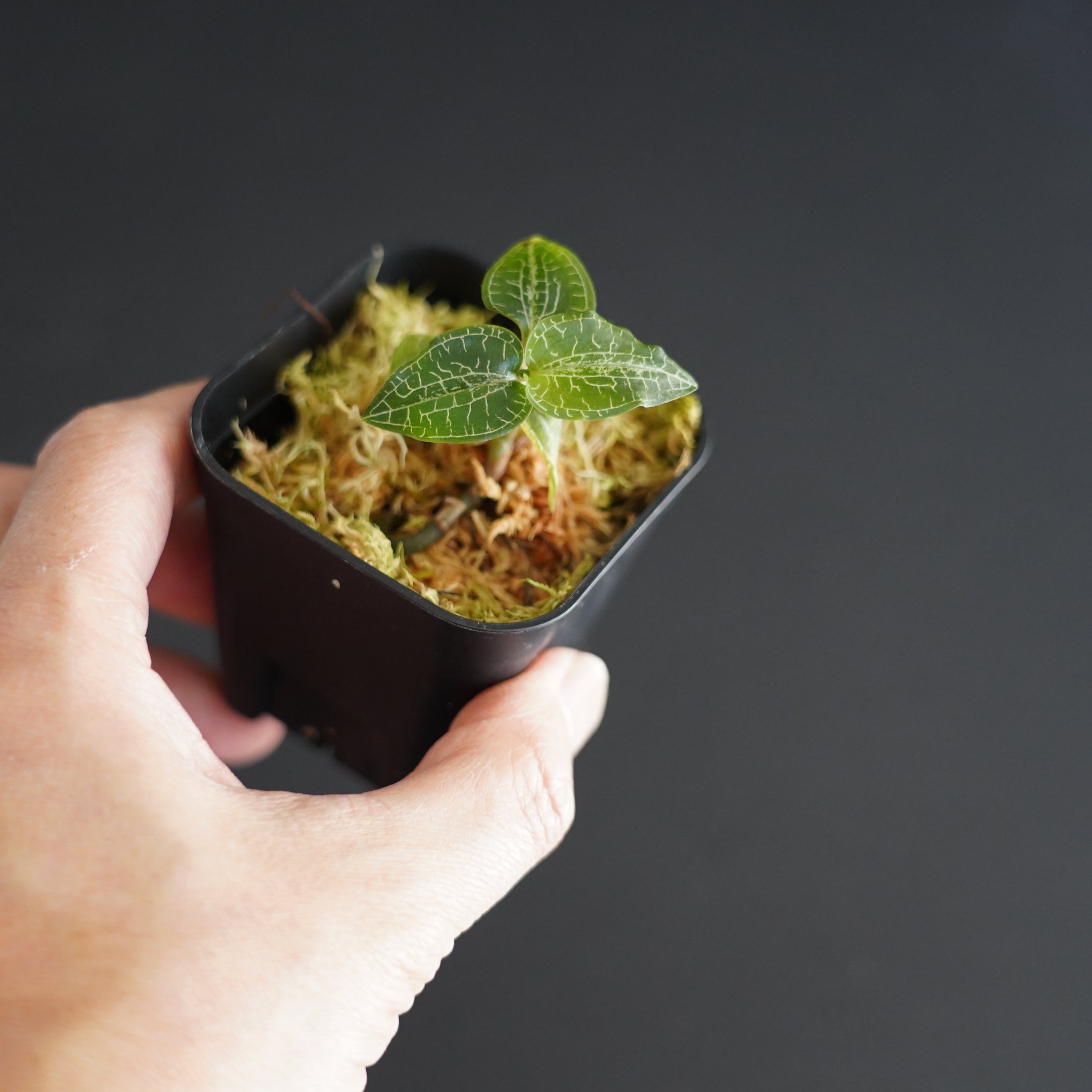 ◇現品◇ハチジョウシュスラン Goodyera hachijoensis【ジュエル