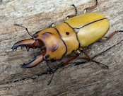 【WD】《オキピタリスノコギリ亜種astericus 34mm ペア》