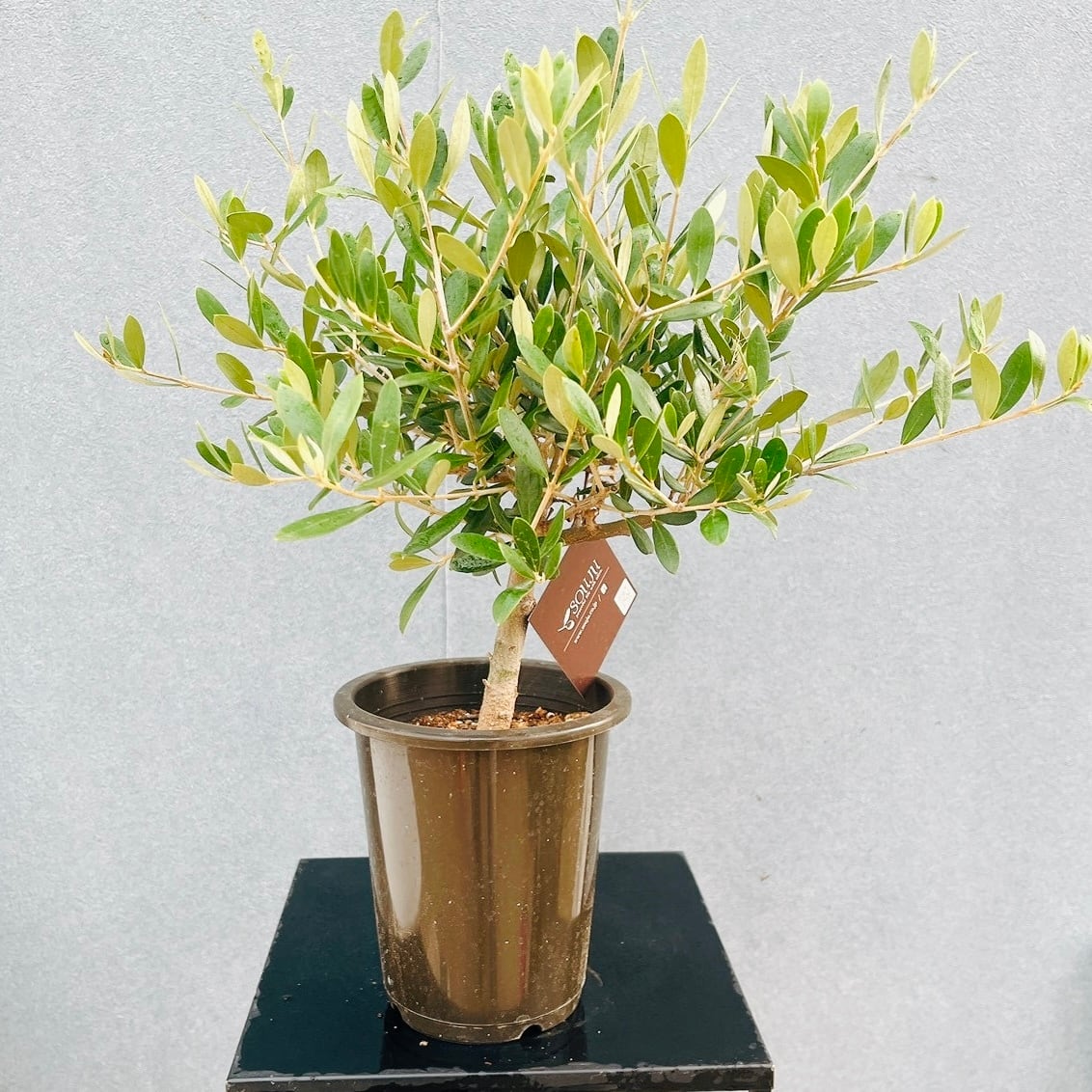 現品］♡かわいい♡ 34番 創樹 オリーブ ネバディロブランコ 4号 観葉