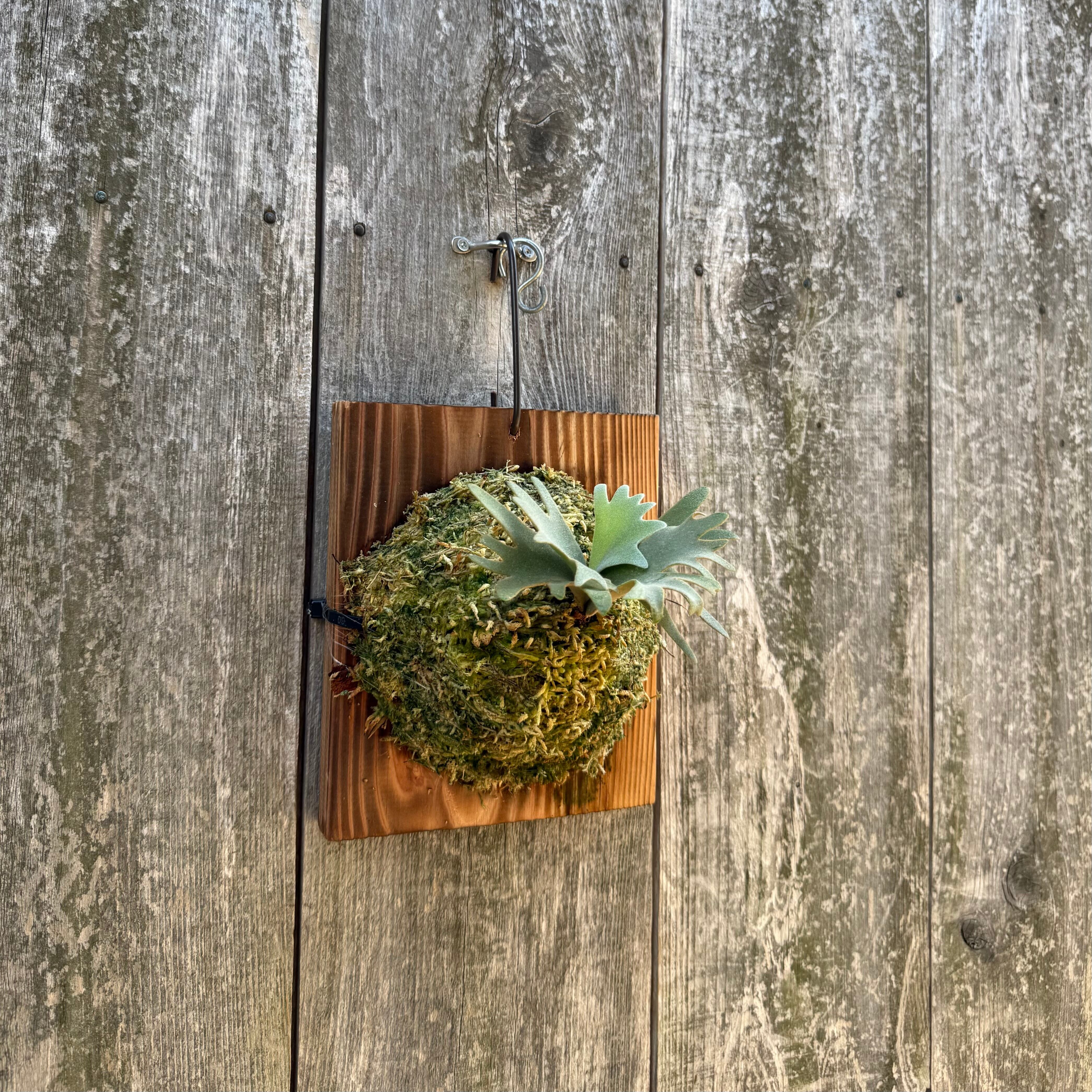 P. willinckii Jewel sporeling | naturefix