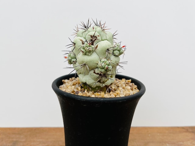 Ortegocactus macdougallii　オルテゴカクタス　マクドガリー　サボテン