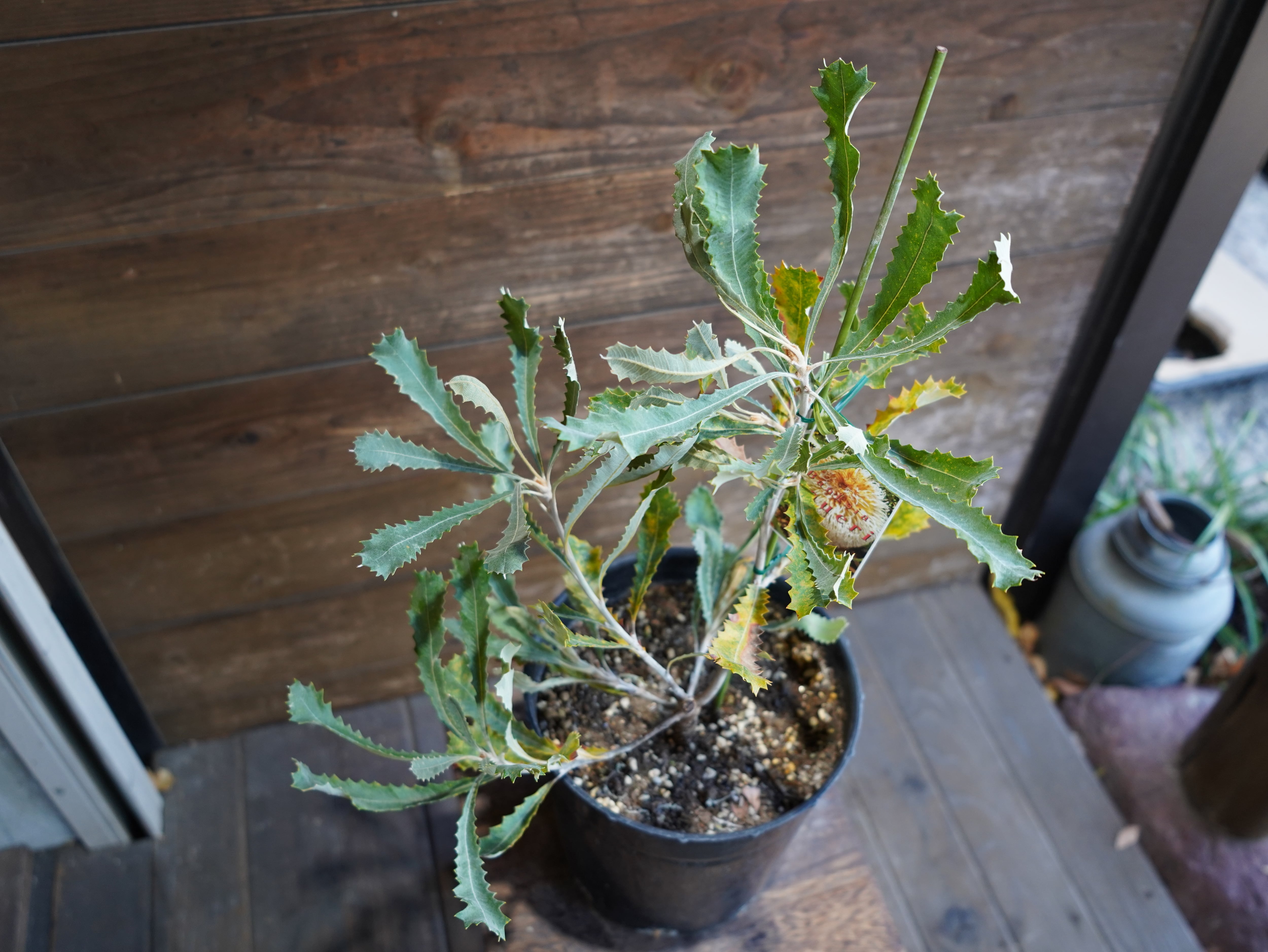 【現物】バンクシア　”バウエリ”　B