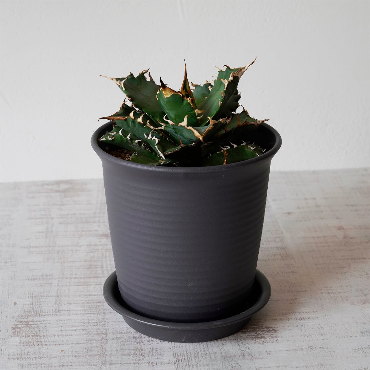 アガベ チタノタ シーザー 極上発根活着株 【公式通販】