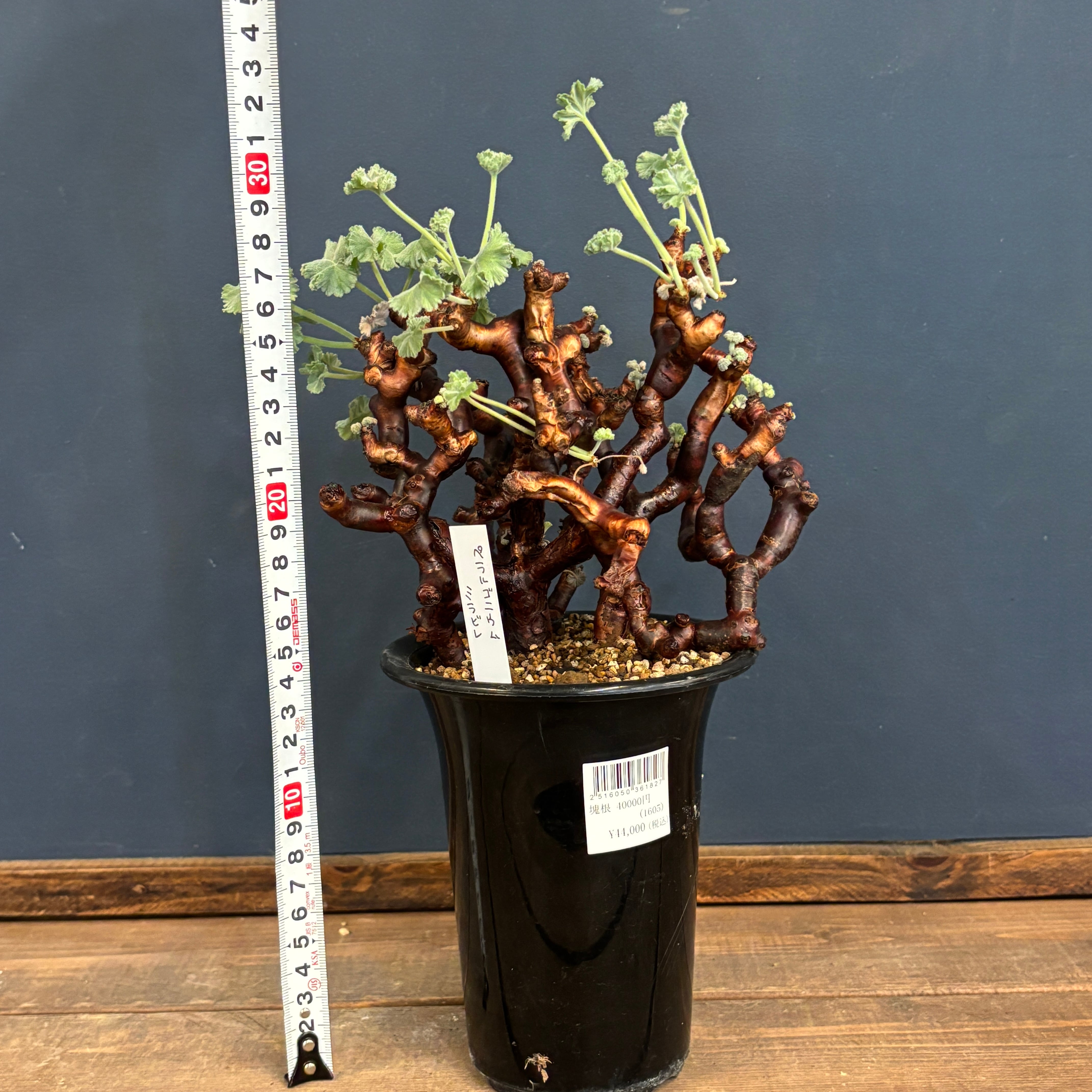 ペラルゴニウム ミラビレ 現地株【105】 | PROTOLEAF プロトリーフ